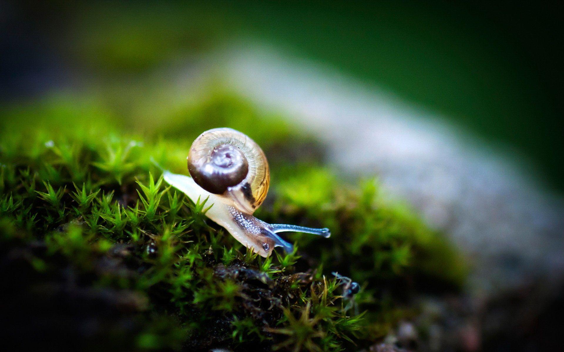 Snail Wallpapers, 47 Free Snail Wallpapers