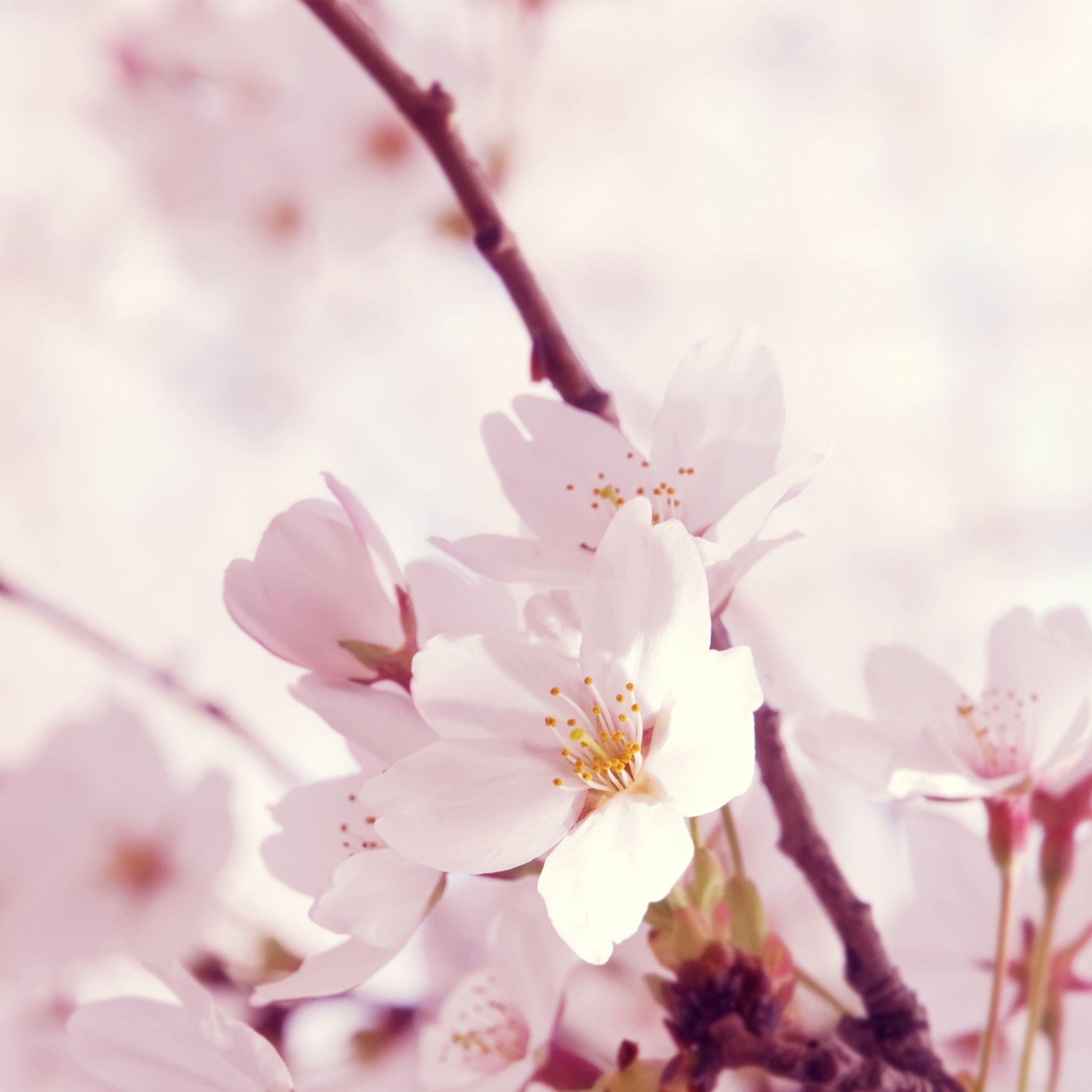 Our beautiful state flower, the Peach Blossom