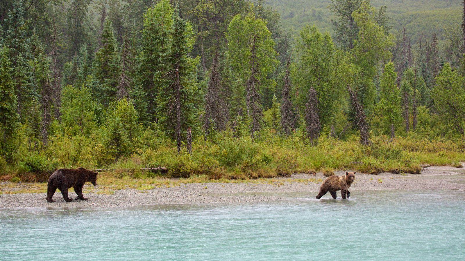 Animal Pictures: View Image of Southwest Alaska