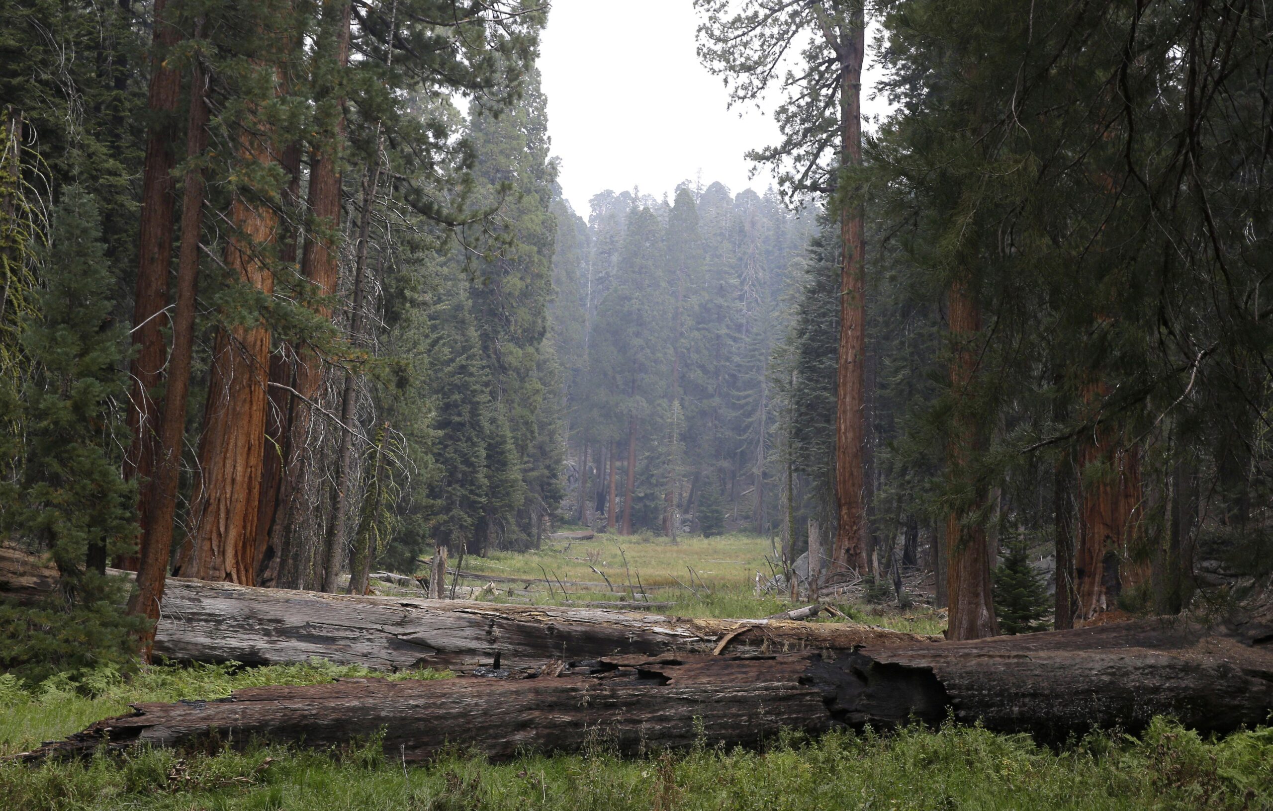 Sequoia National Park Wallpapers High Quality