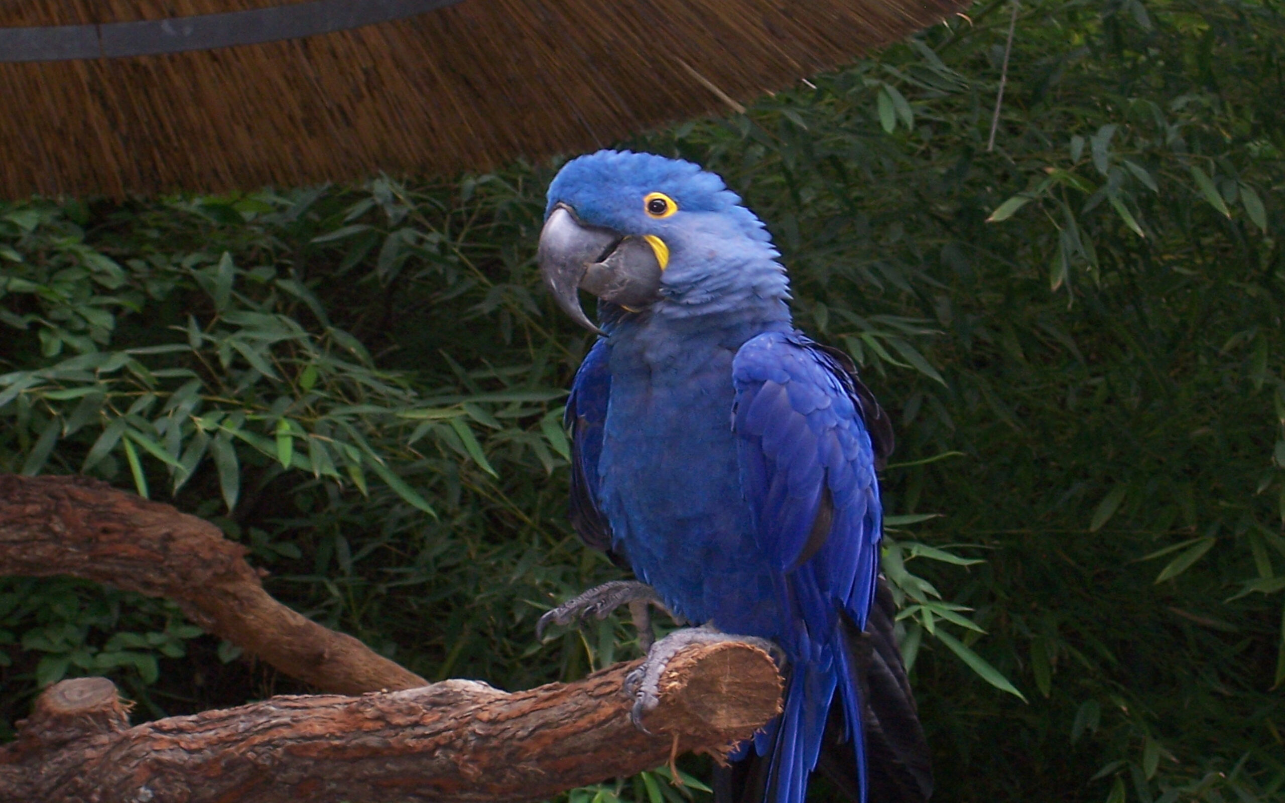 Hyacinth Macaw Parrots Desktop Wallpapers Hd : Wallpapers13