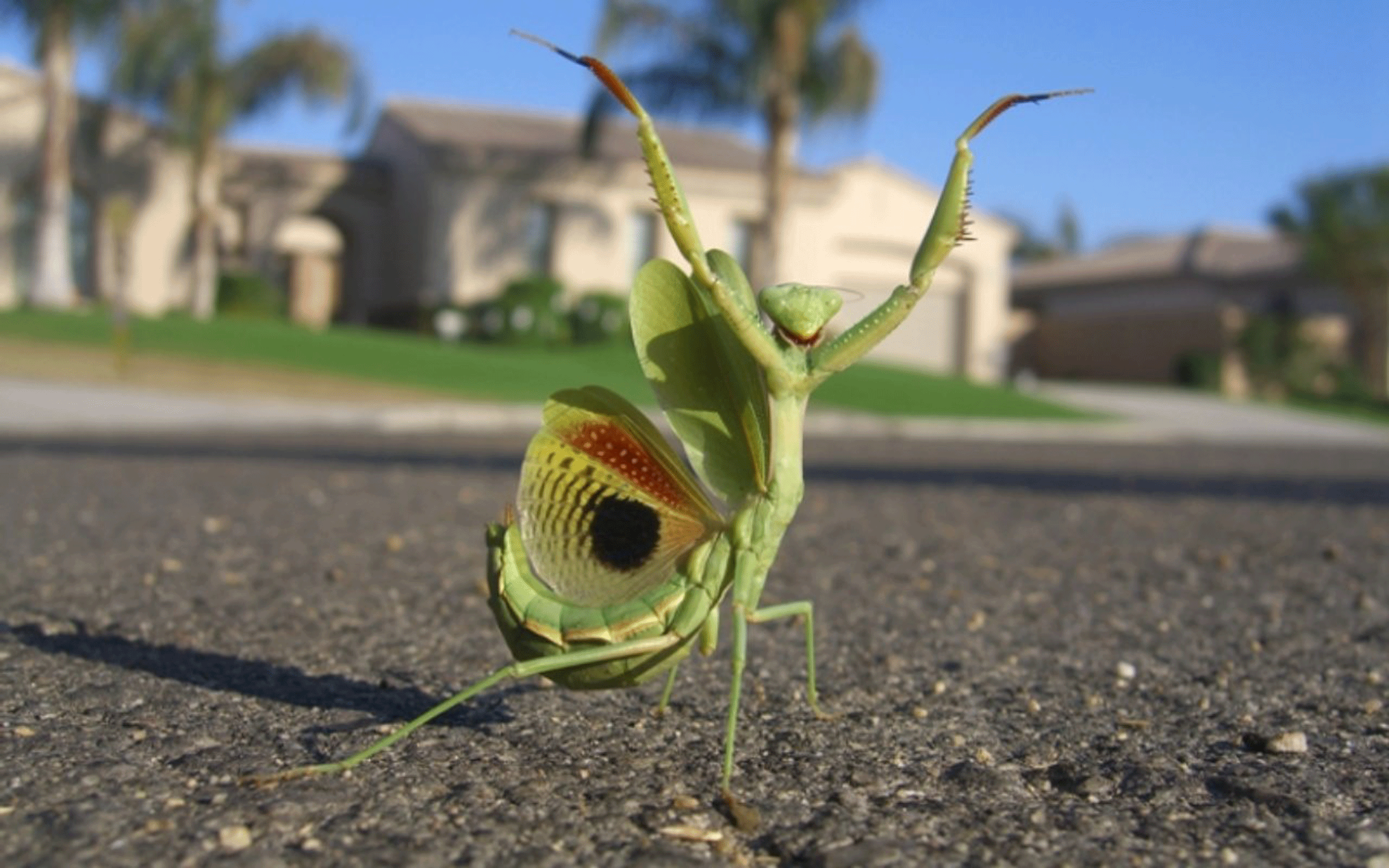 105 Praying Mantis HD Wallpapers