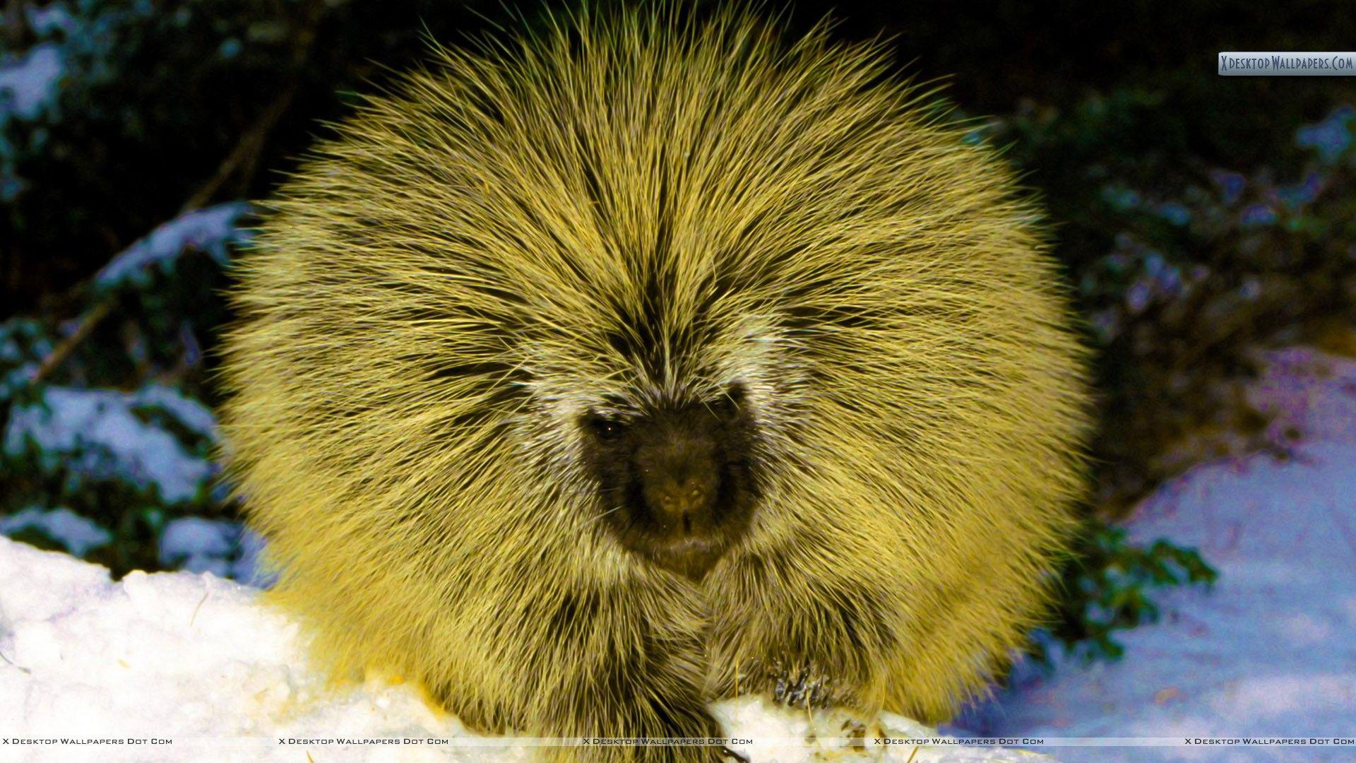 Porcupine Wallpapers