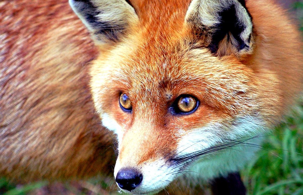 Red fox picture free desktop backgrounds