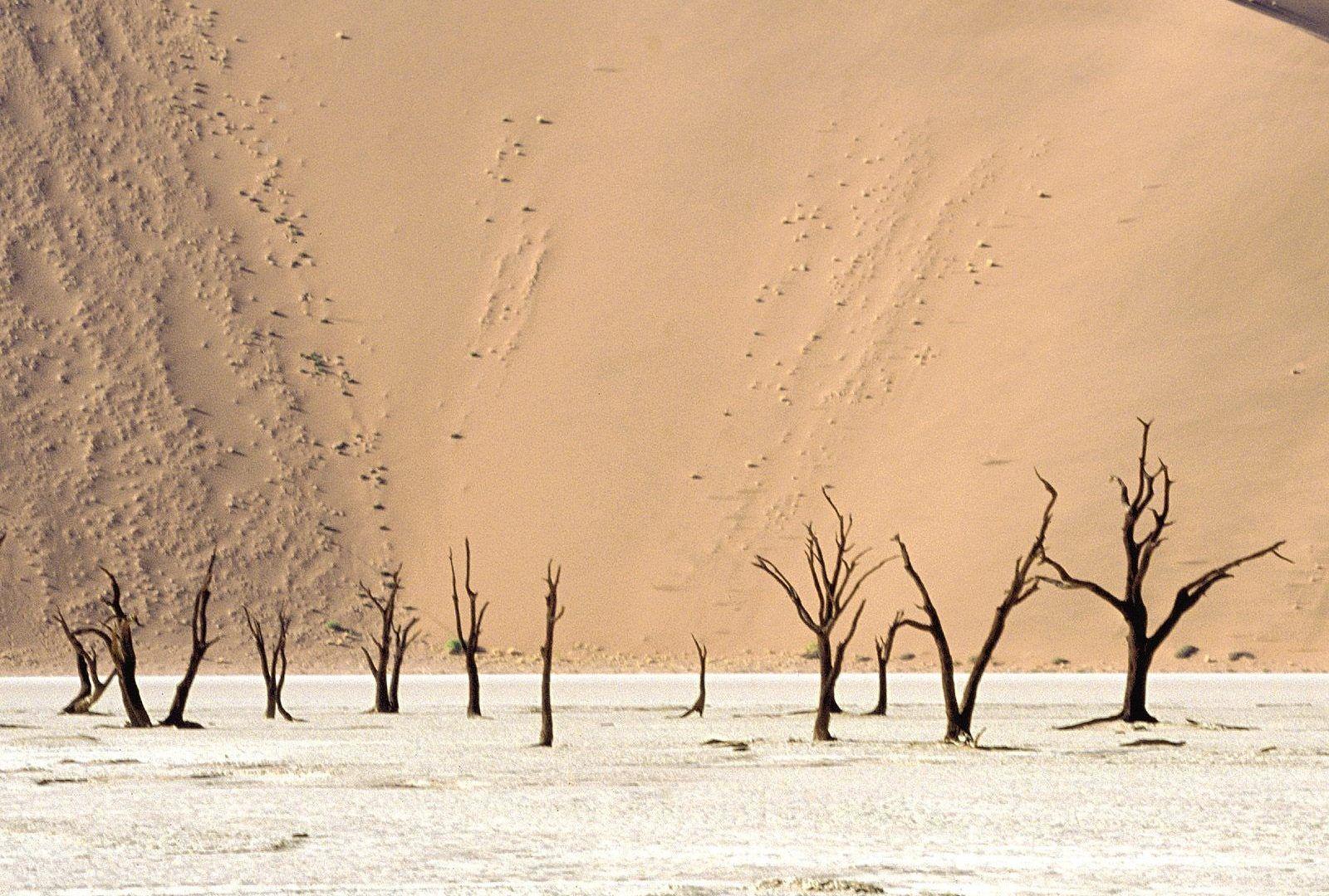 Namib Tag wallpapers: Meeting Namib Coastal Southern Africa Angola