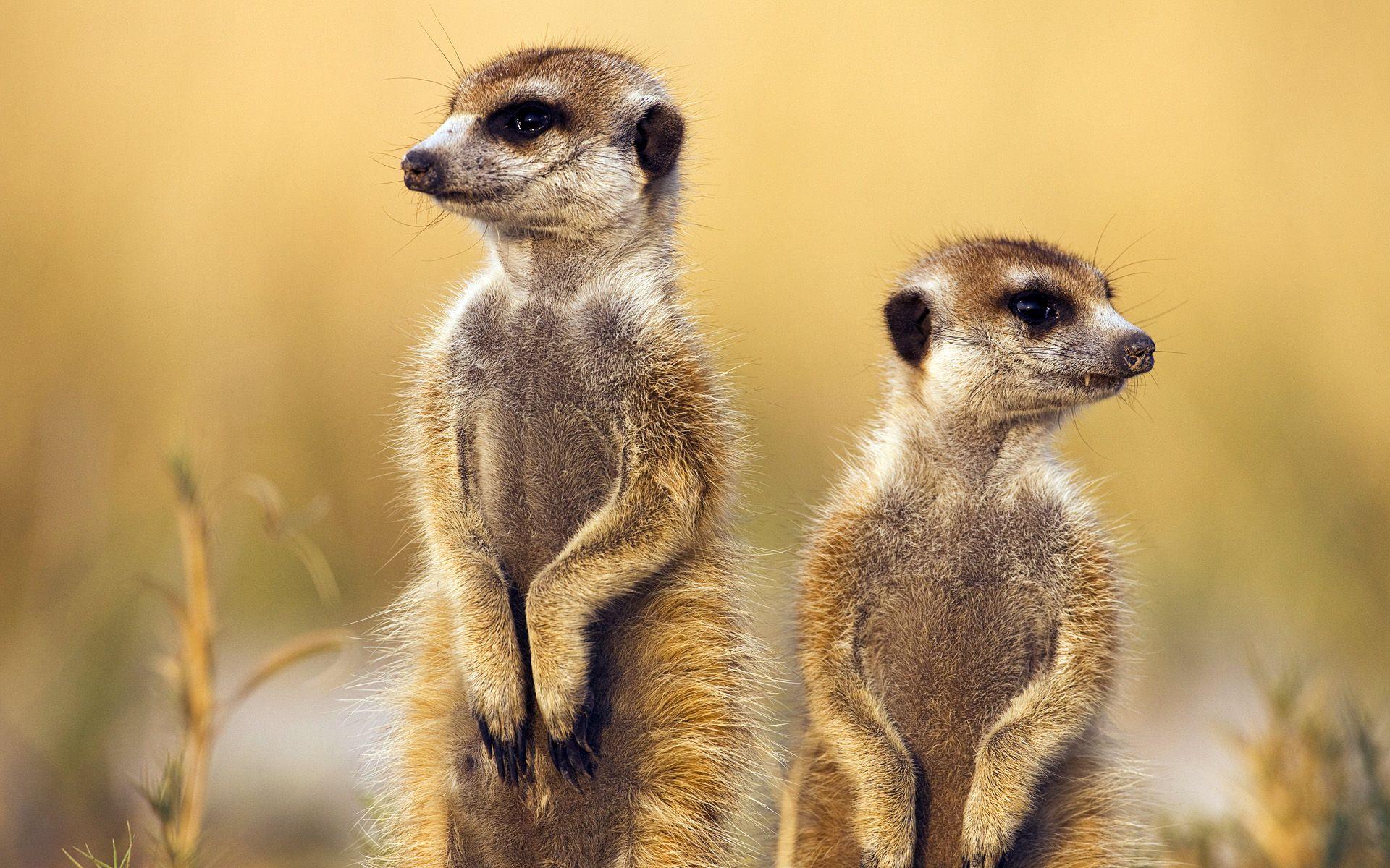 Meerkats, Botswana