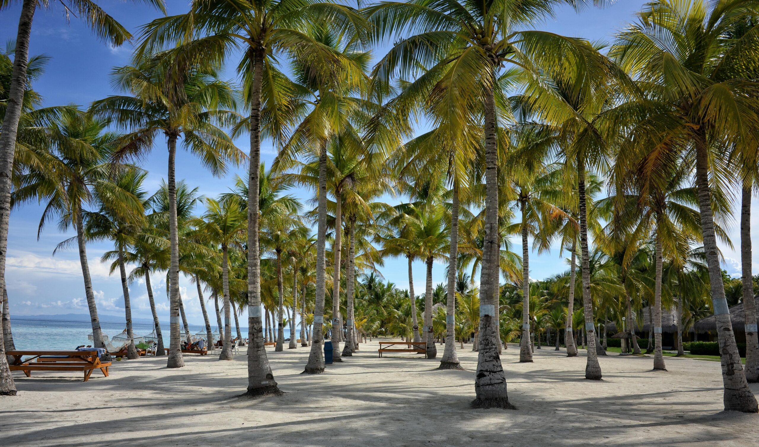 coconut tree lined beach free image