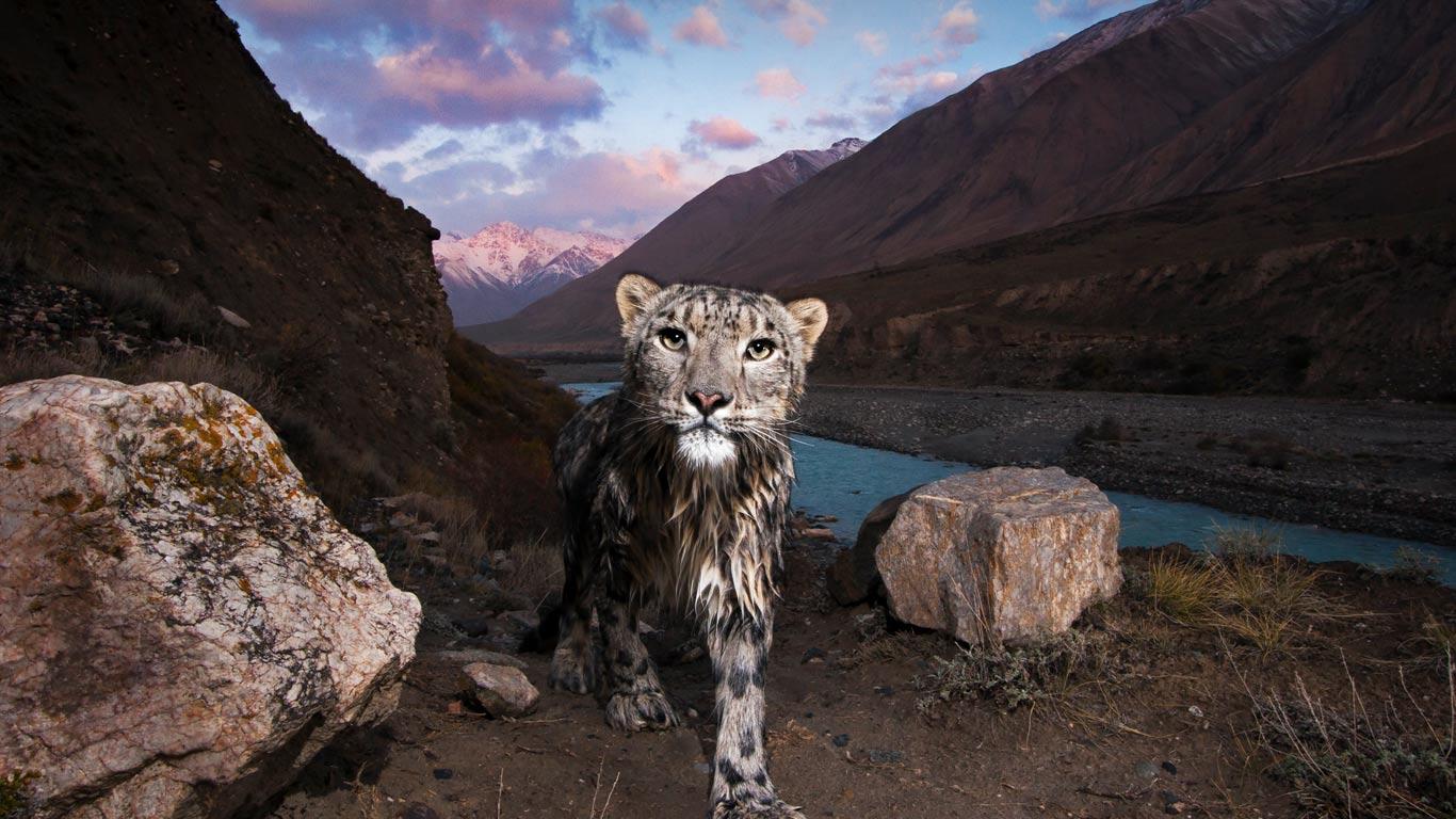 Snow leopard in the Tian Shan, Kyrgyzstan