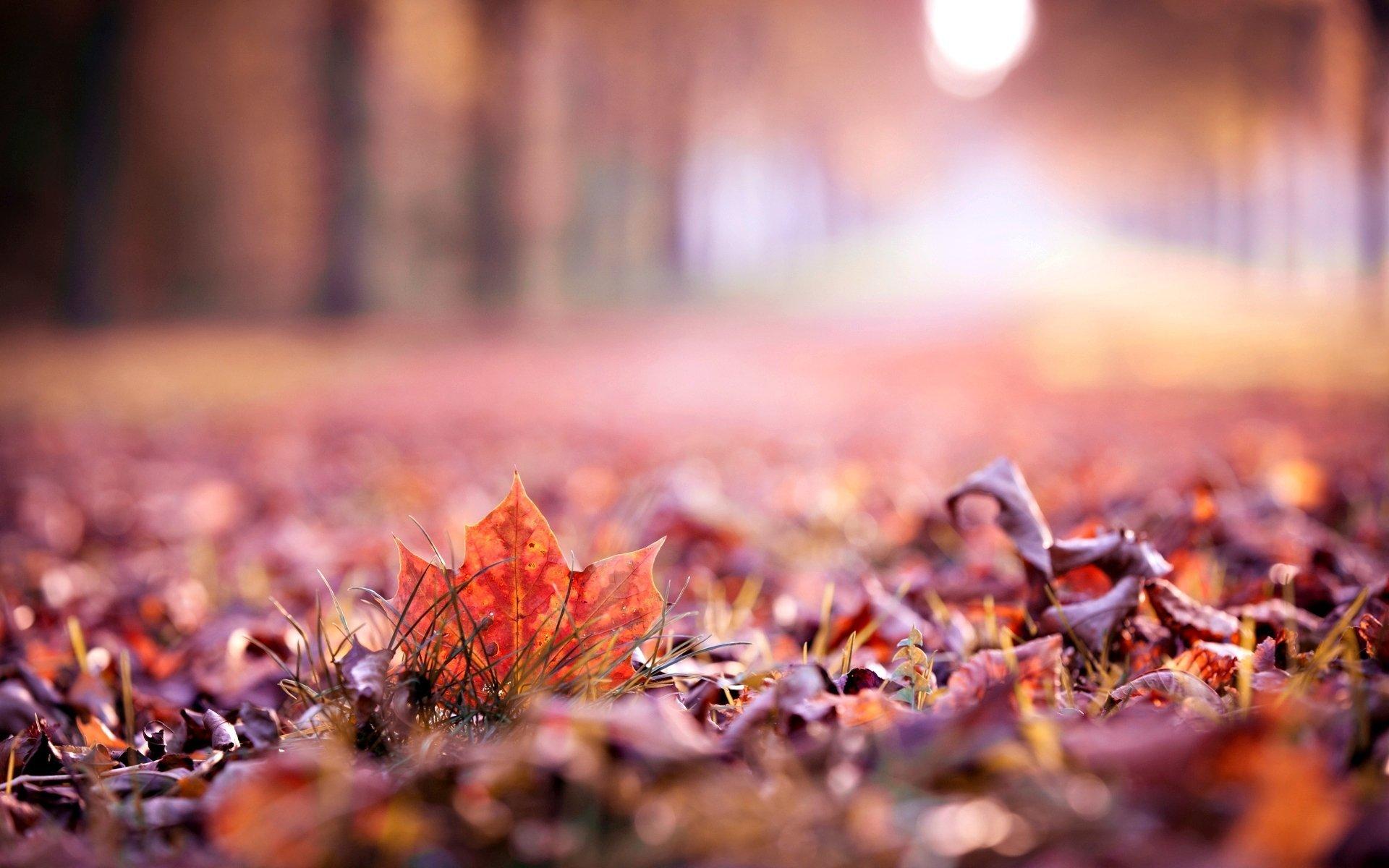 close up autumn leaves leaf leave macro blur beautiful wallpapers