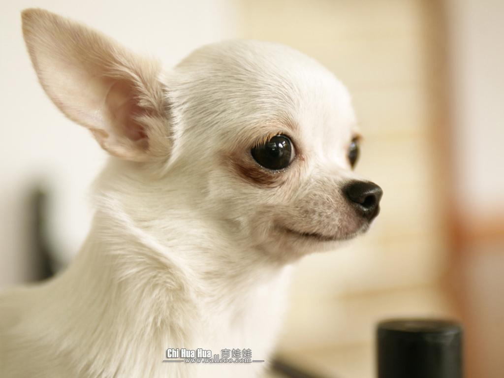 Chihuahua Wallpapers 19