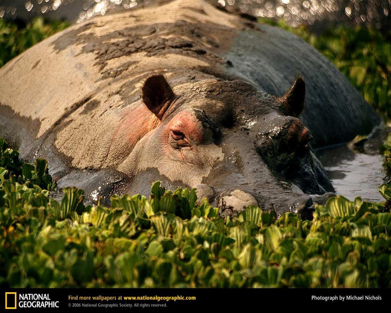 Hippopotamus Wallpapers