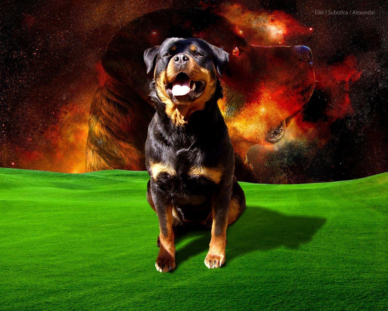 Rottweiler Wallpapers PX ~ Wallpapers Rottweiler