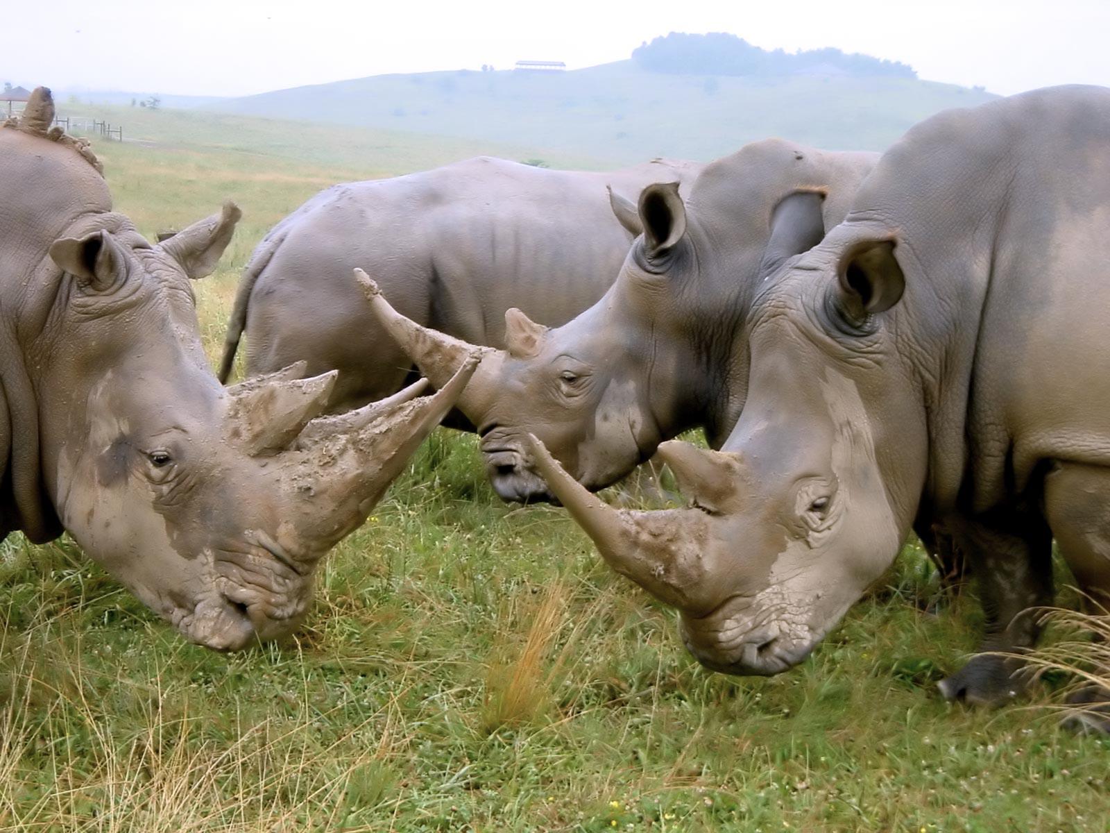 Animals Of Africa Cool Backgrounds