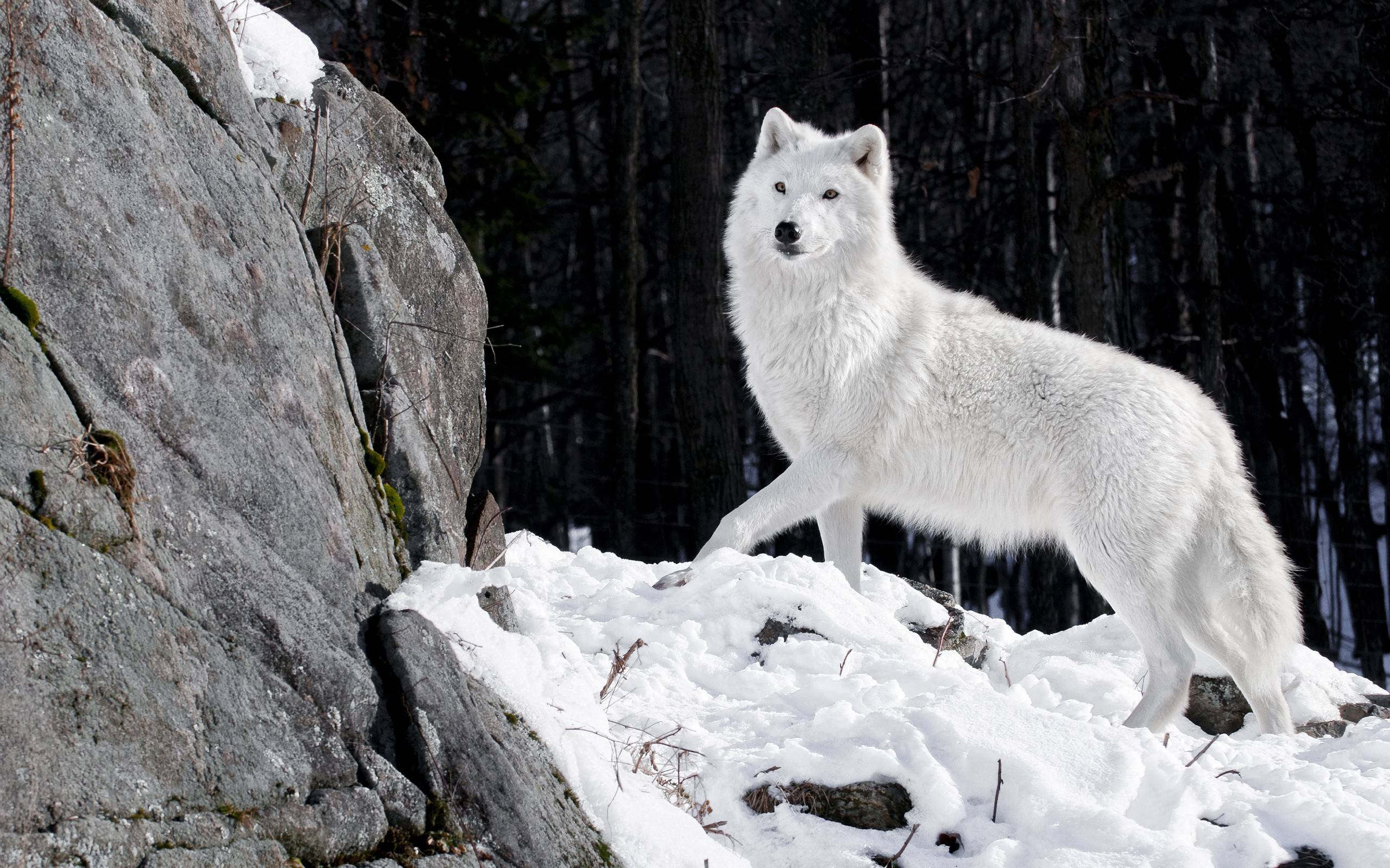 20 HD Wolf Wallpapers