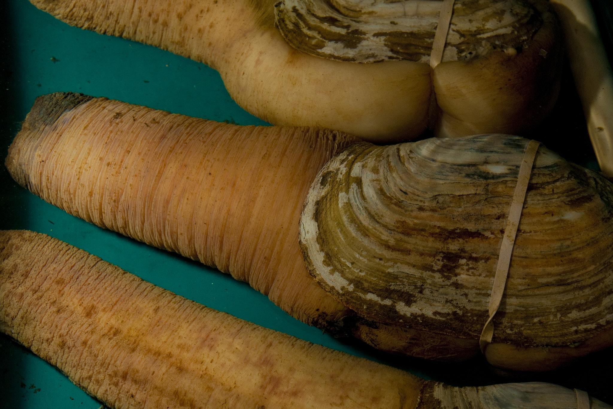 Strange American Delicacies: The Northwestern Geoduck