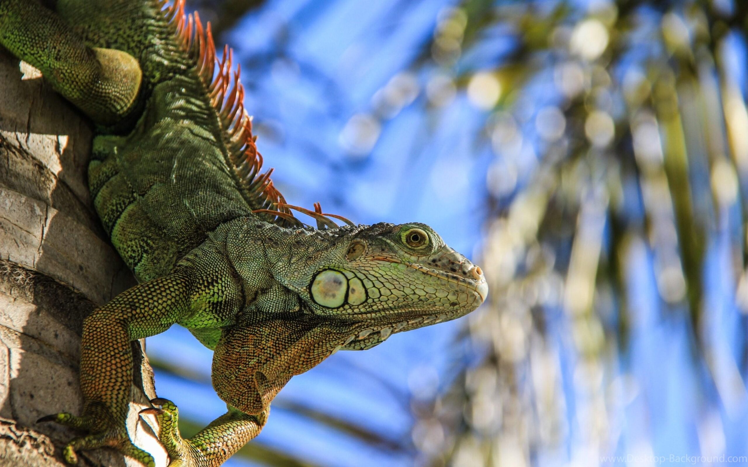 Iguana HD Desktop Wallpapers Desktop Backgrounds