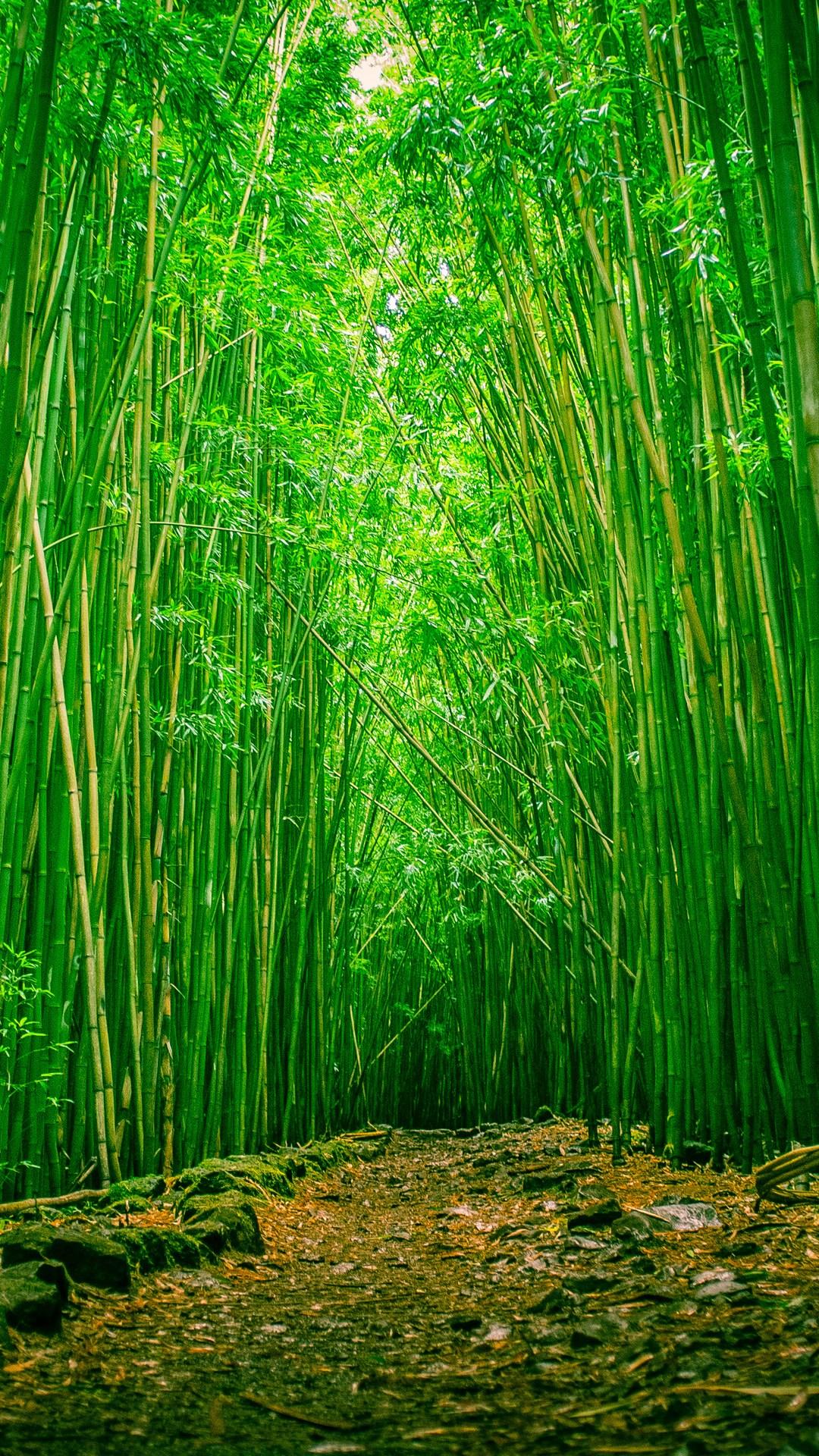 Bamboo Wallpapers Iphone 5