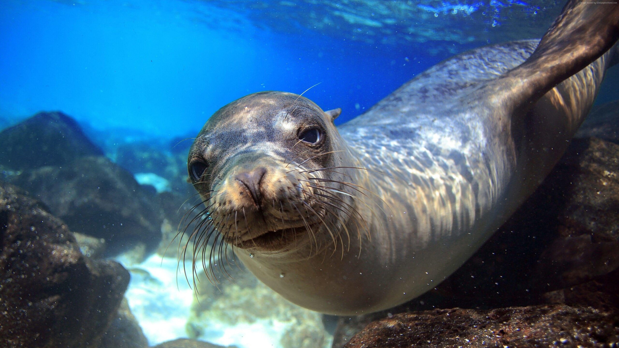 4k Wallpapers Sea Lion Galapagos Island Ecuador Underwater Close Up