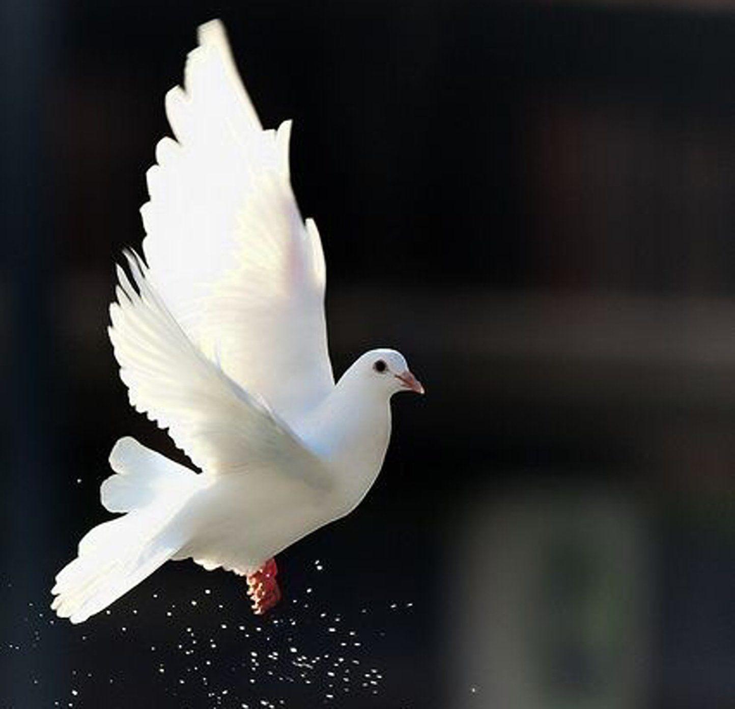 Cute Dove Wallpapers, HD Cute Dove Wallpapers