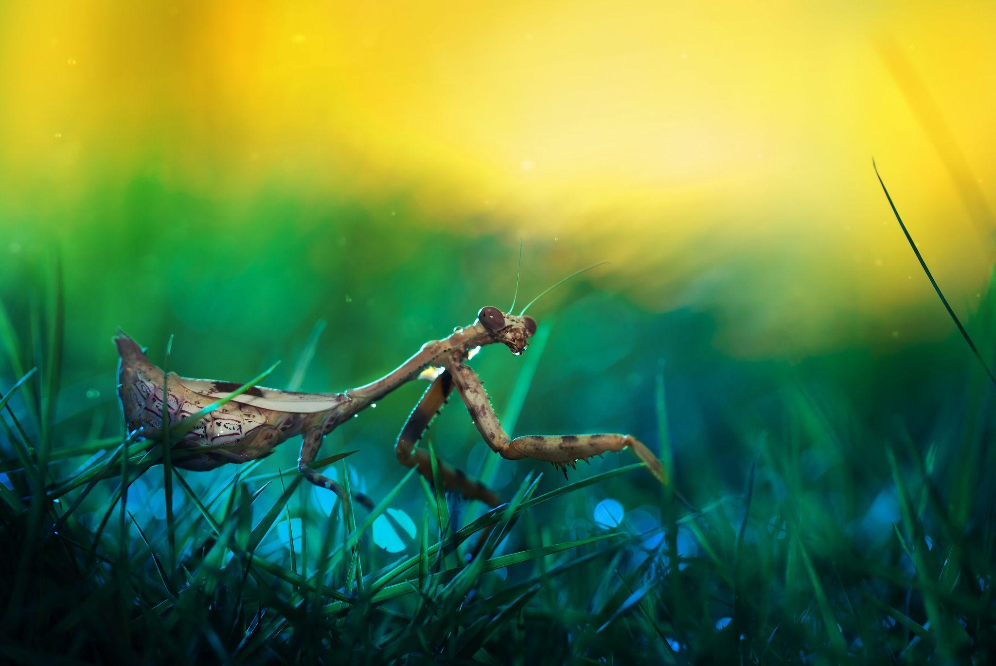 Best Praying Mantis Wallpapers Desktop Wallpapers