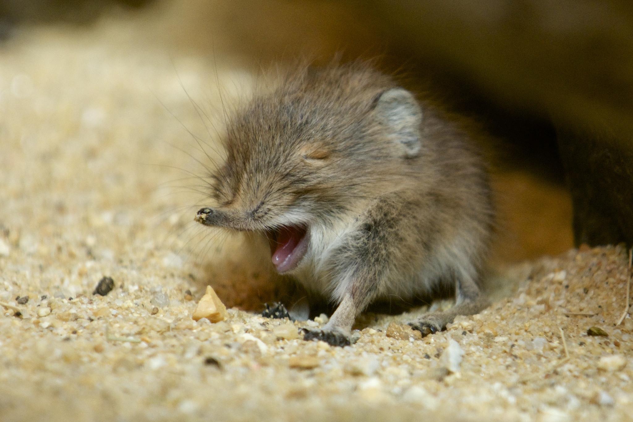 Tiny Elephant Shrew discovered 2014