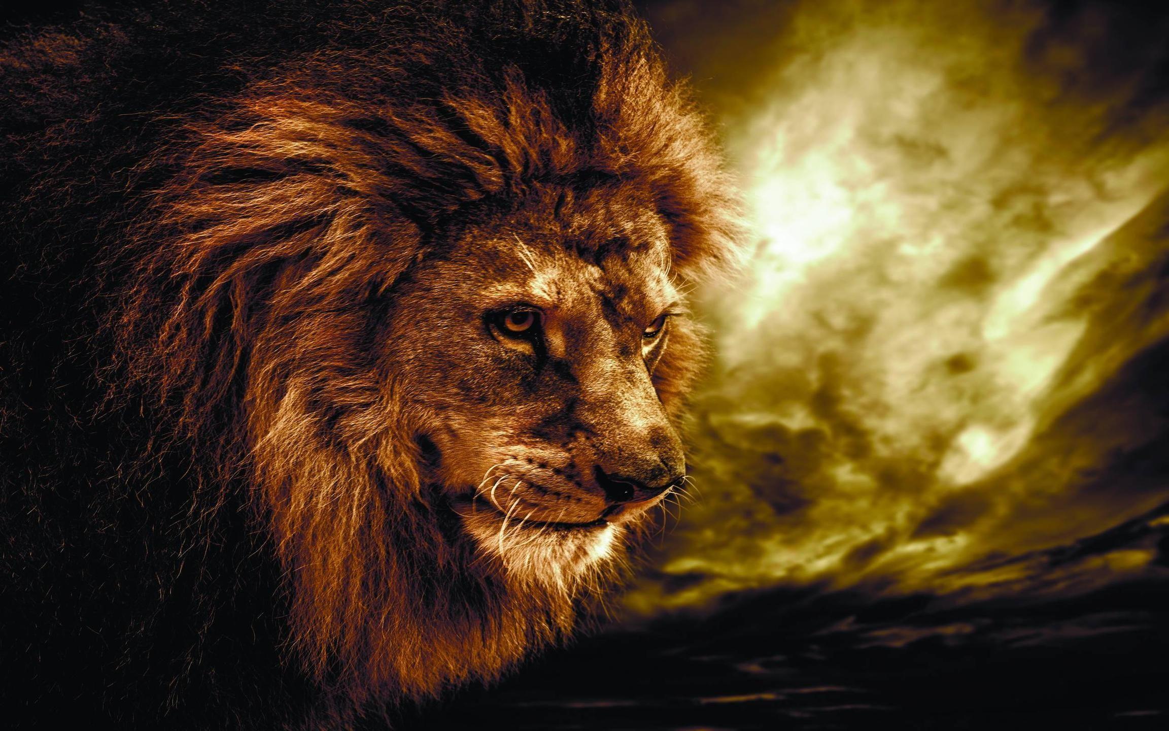 Wallpapers For > Lion Animal Wallpapers