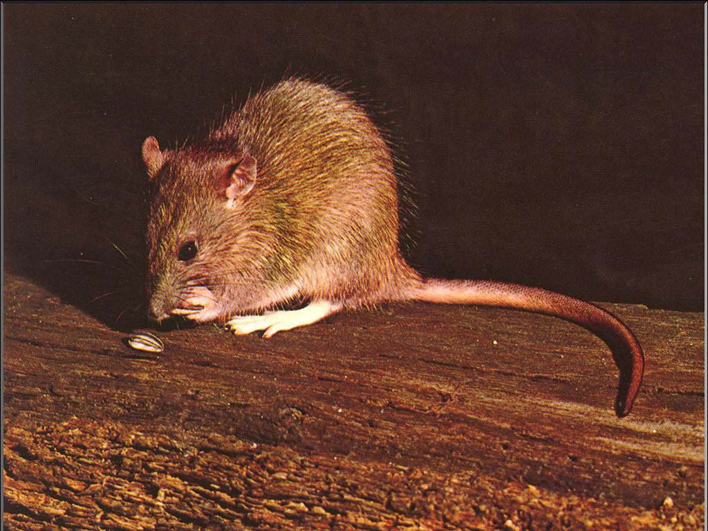 Rat Wallpapers