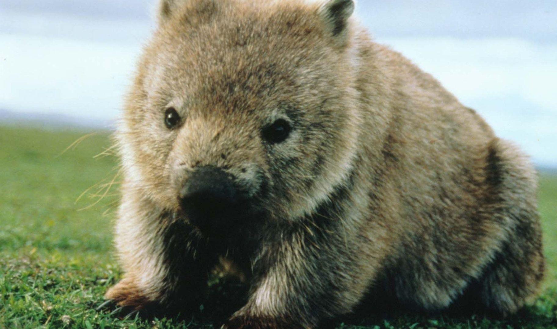 wombat wallpapers