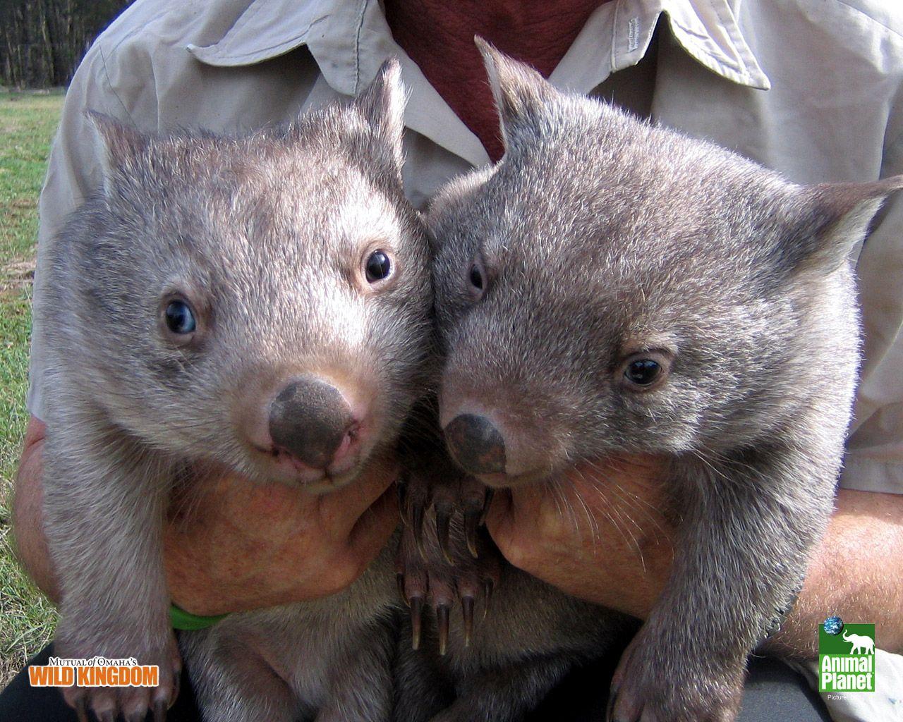 wombat