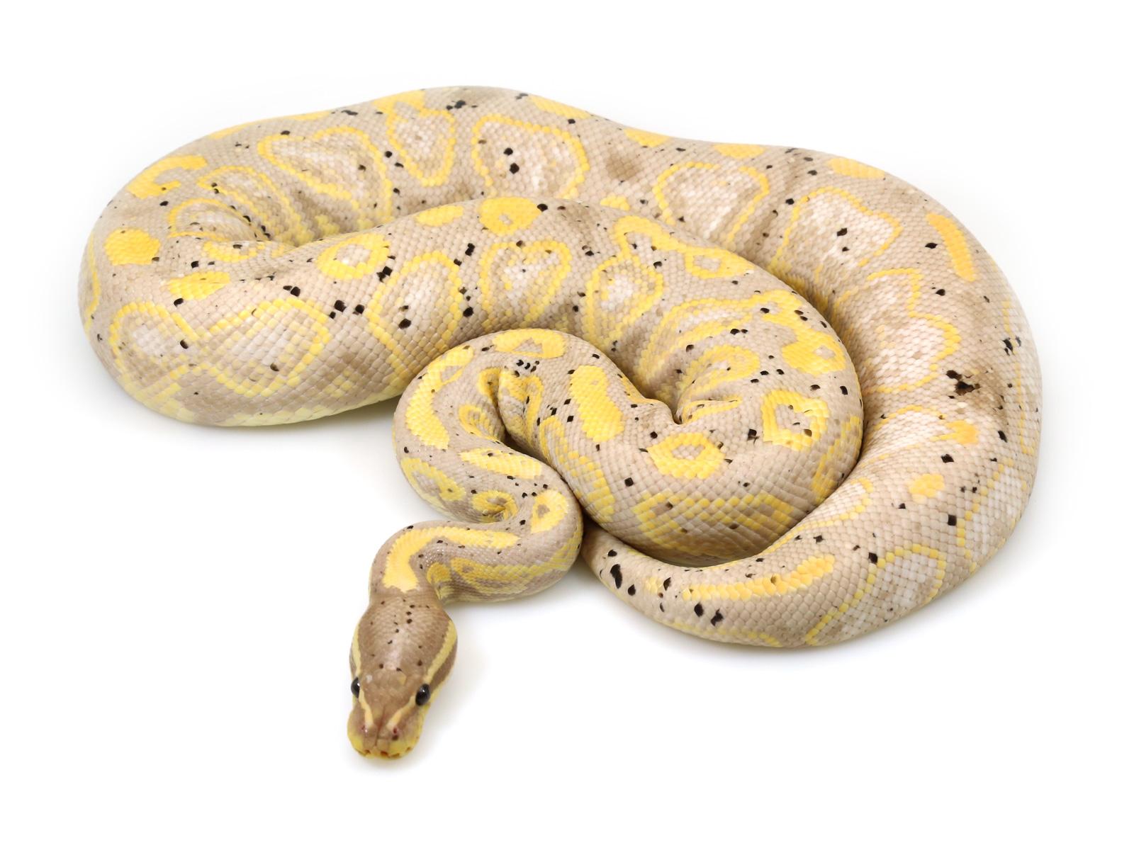 Banana Black Pastel – Markus Jayne Ball Pythons