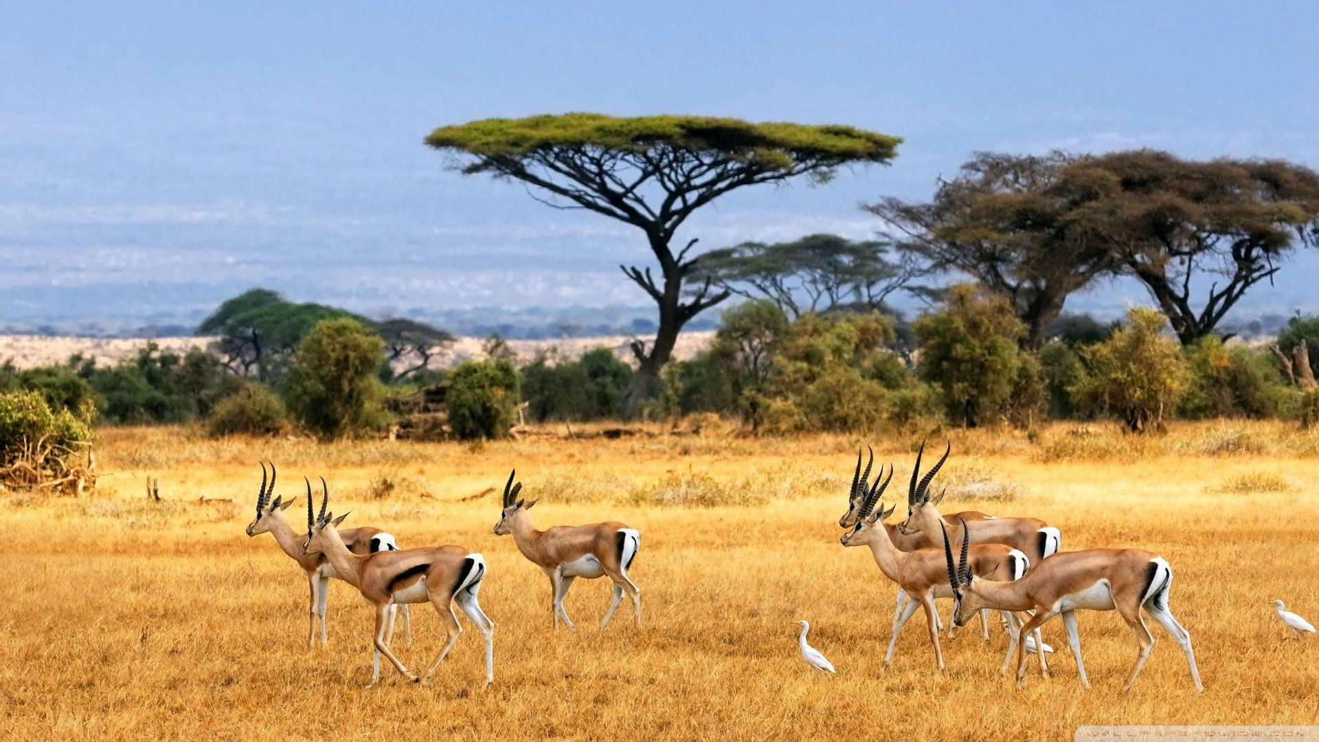 STUNNING ATTRACTIVE TANZANIA 8 HD DESKTOP BACKGROUND WALLPAPER