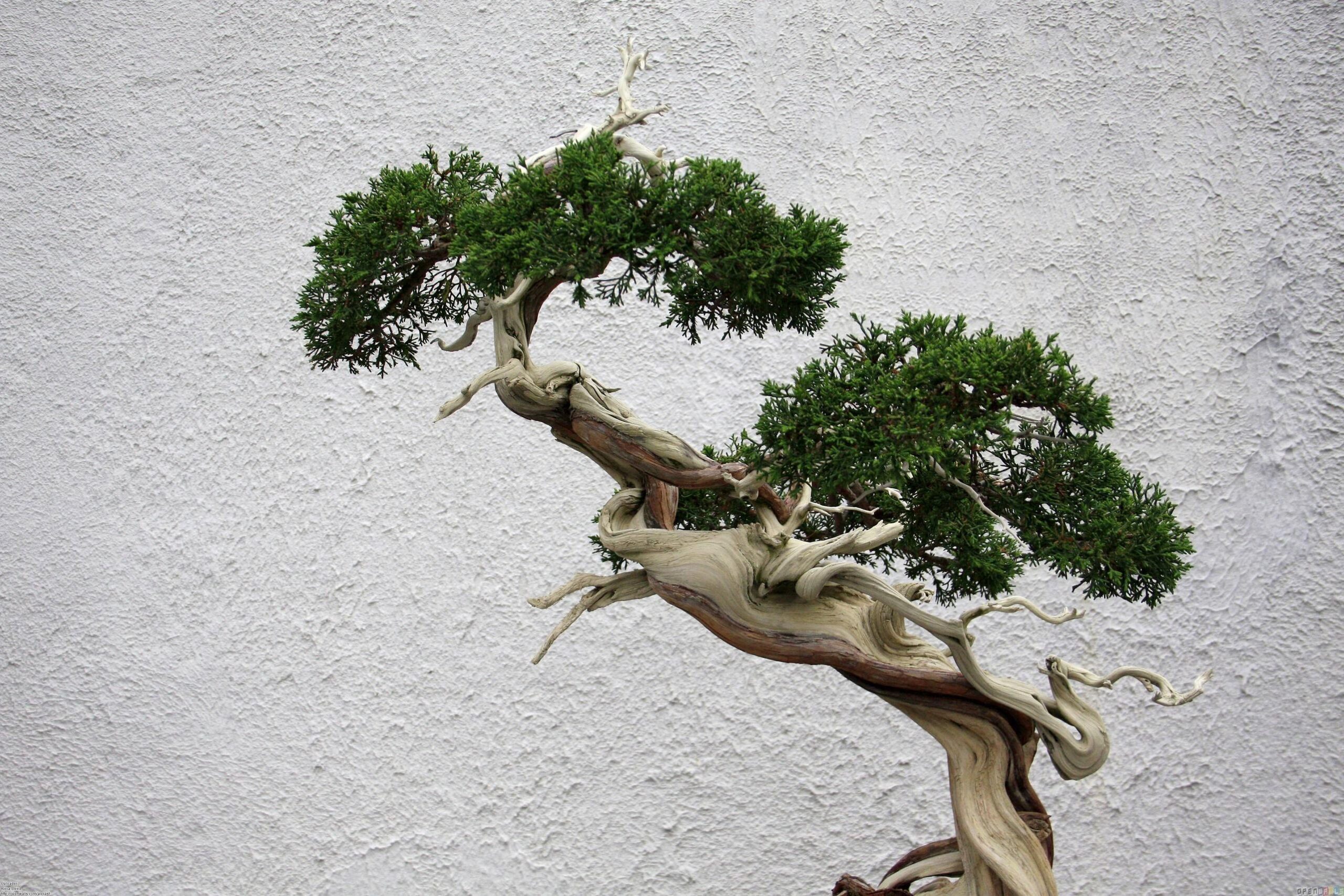 Bonsai Tree Wallpapers and Backgrounds