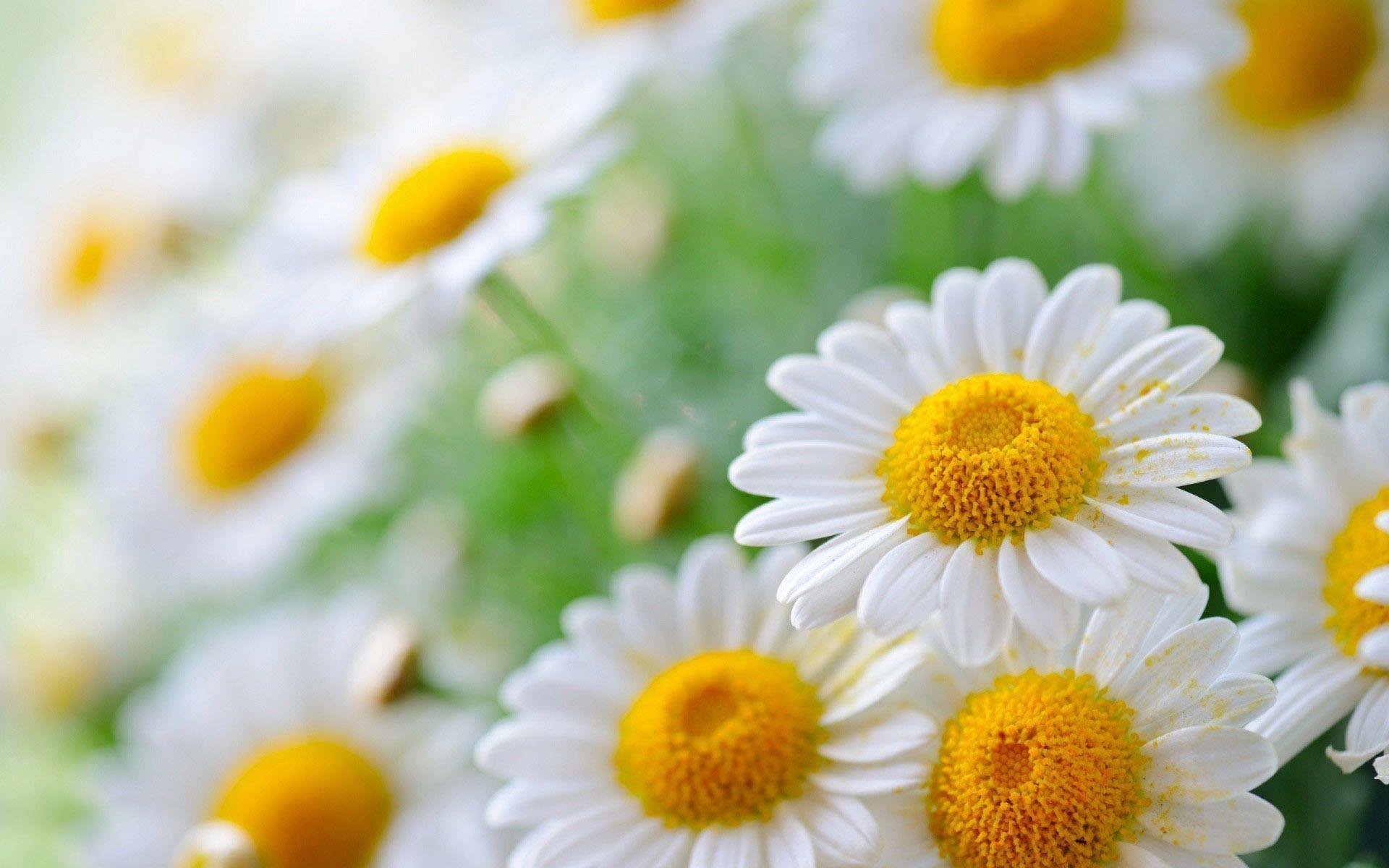 Wallpapers For > White Daisy Wallpapers