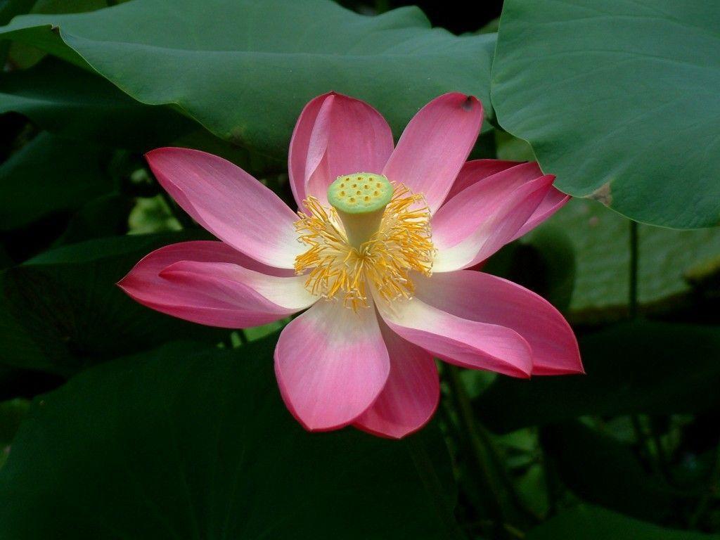 Lotus Flowers Wallpapers 5673 HD Wallpapers