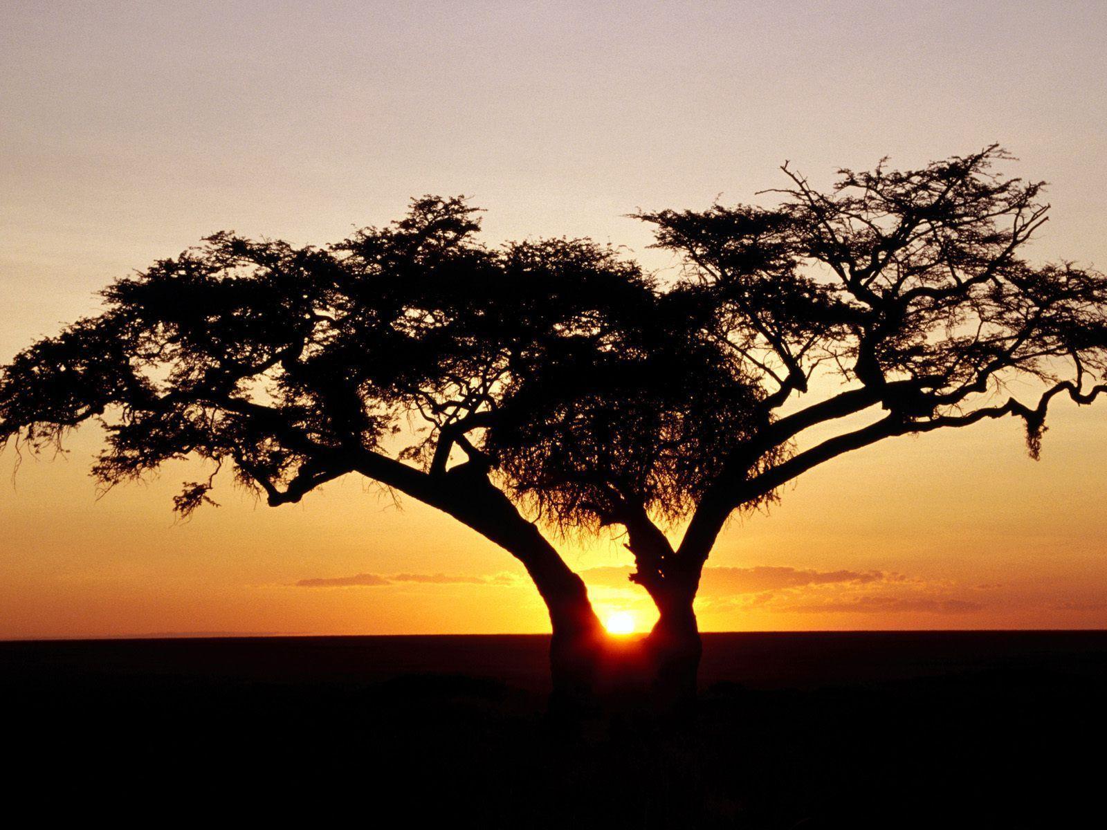 HD Wallpapers: » Nature » Safari Sunrise, Africa Free