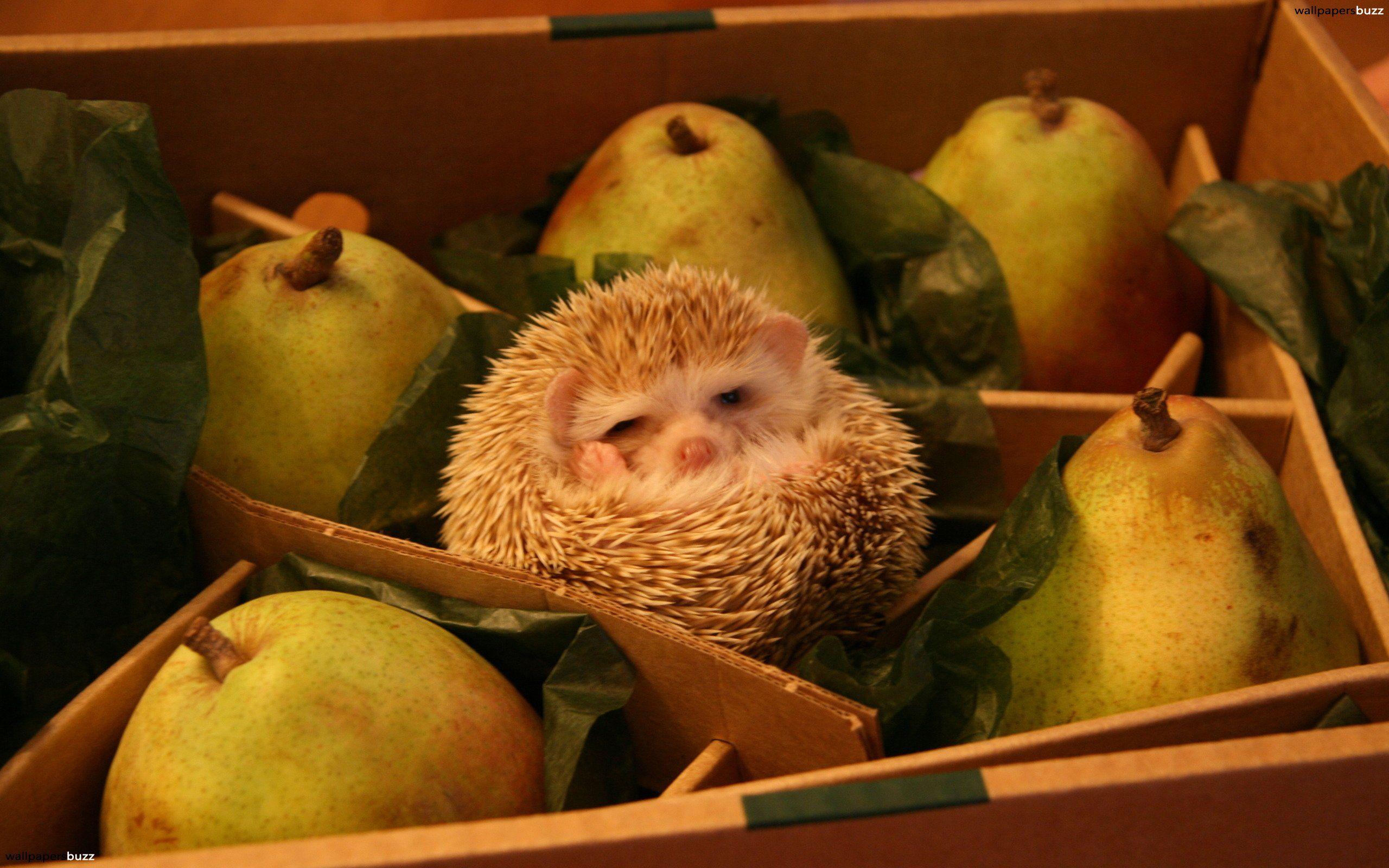 A hedgehog and pears HD Wallpapers