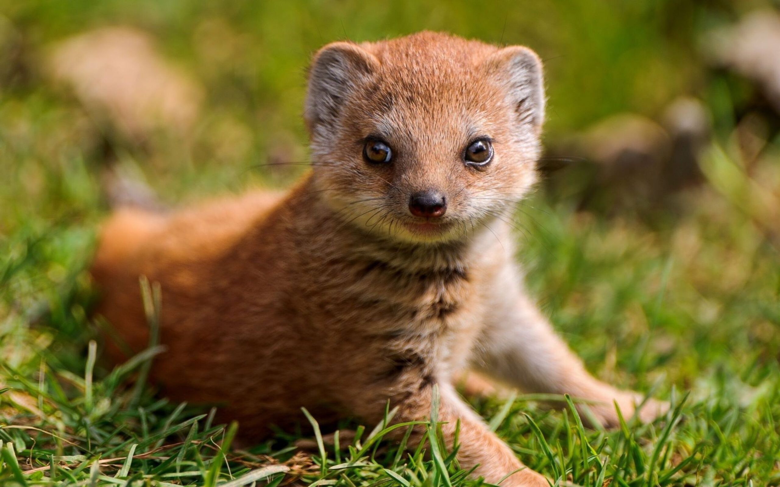 Best 43+ Mongoose Wallpapers on HipWallpapers