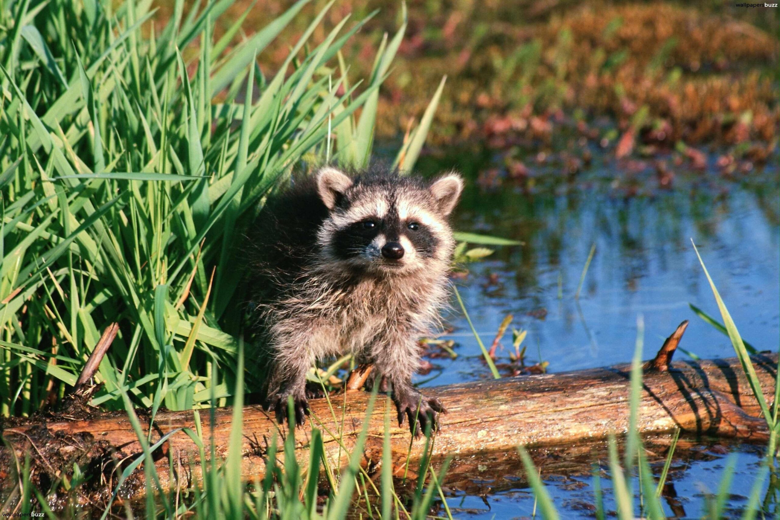 Cute raccoon in the grass HD Wallpapers