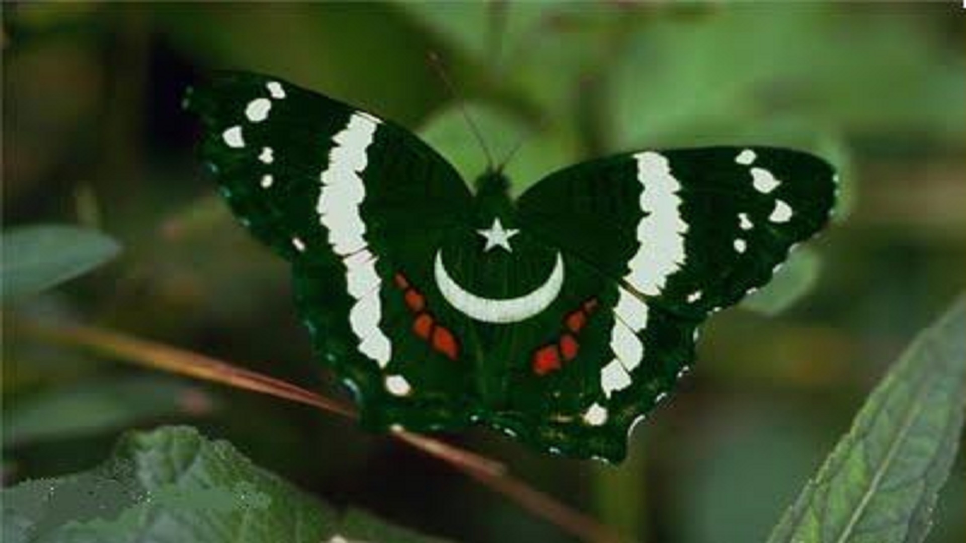 Free download butterfly pakistani flag wallpapers hd free HD Wallpapers [] for your Desktop, Mobile & Tablet