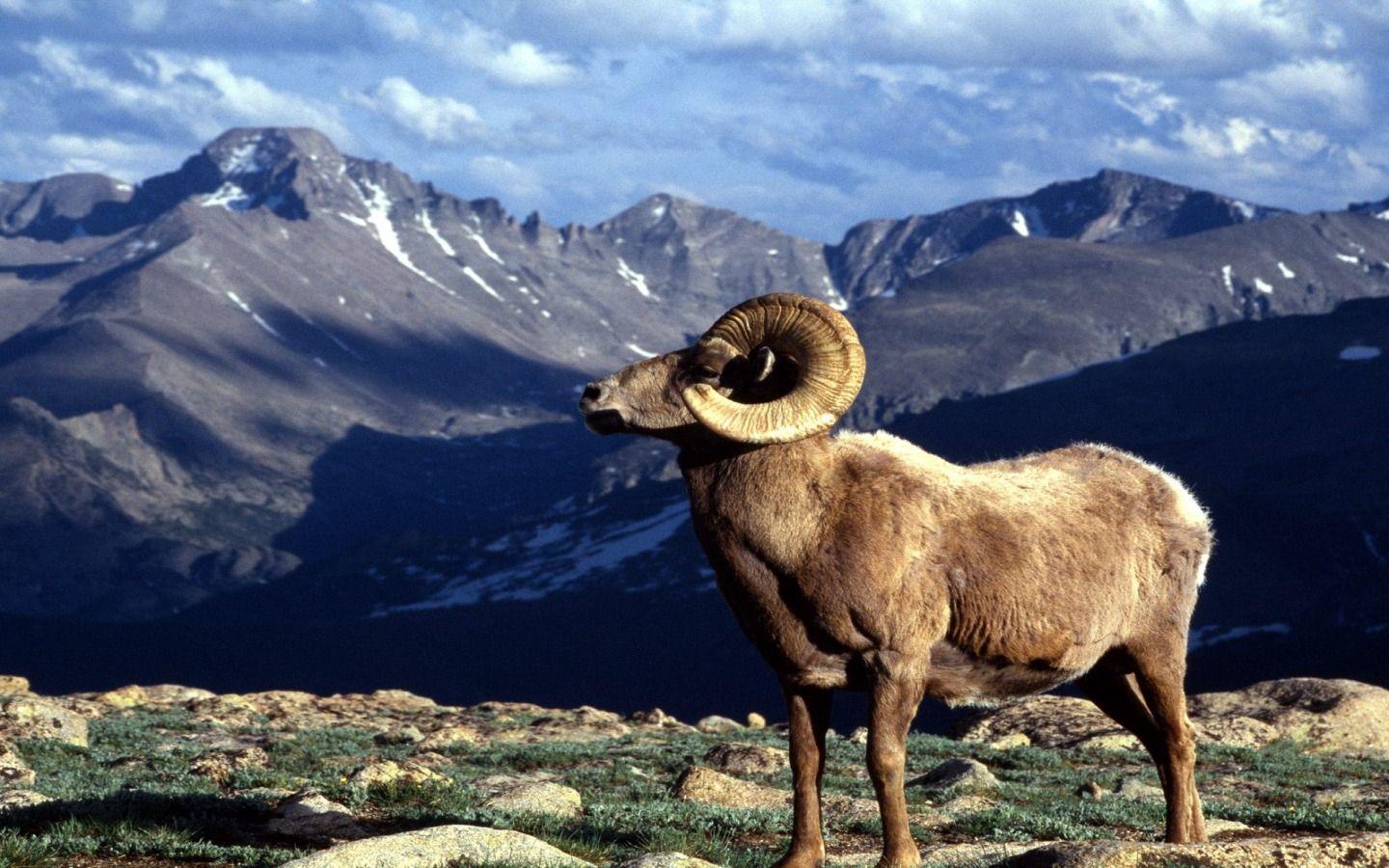 Big Horn Ram Colorado Wallpapers Colorado World Wallpapers in