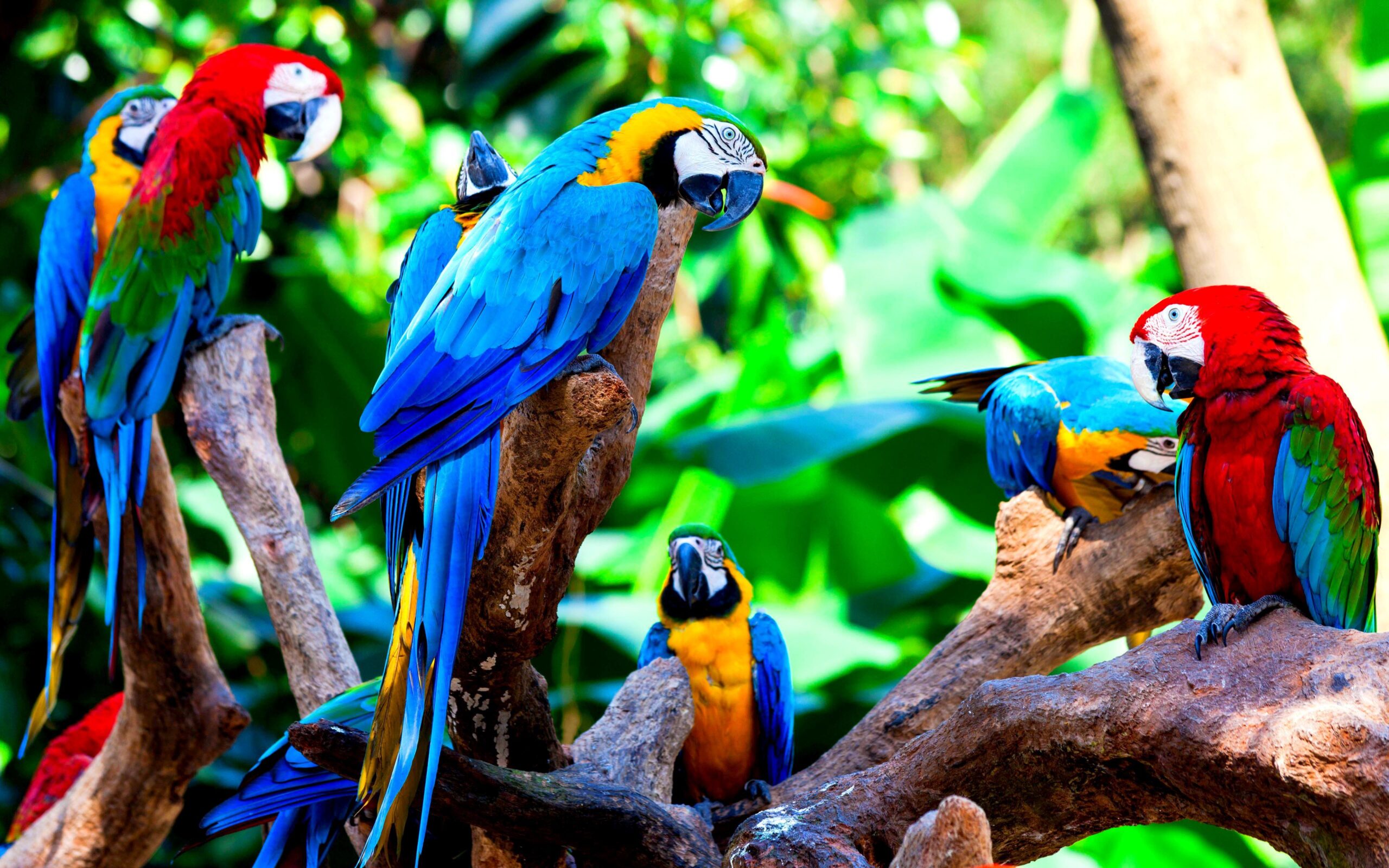 Macaw Wallpapers 10