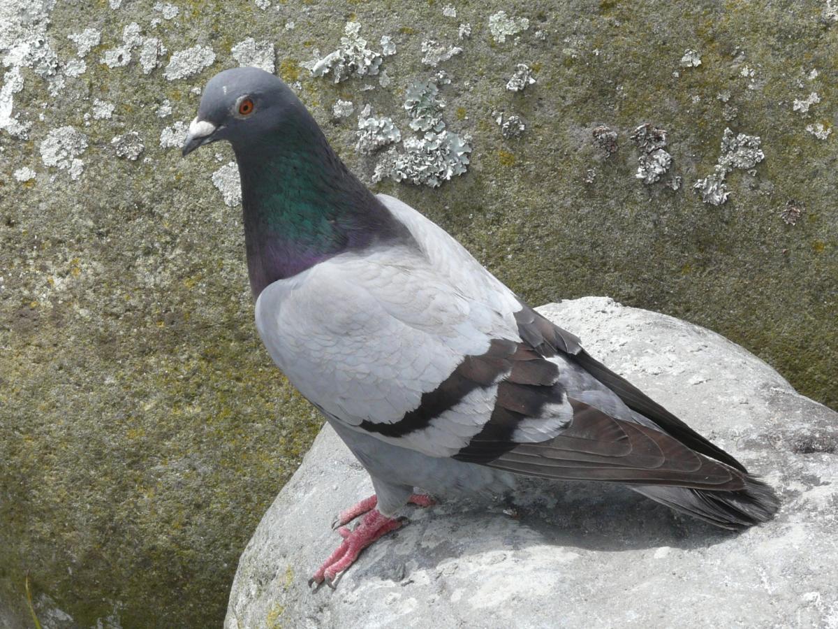 Rock pigeon