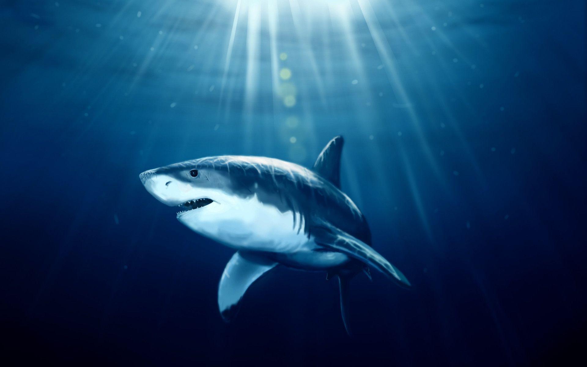 134 Shark Wallpapers