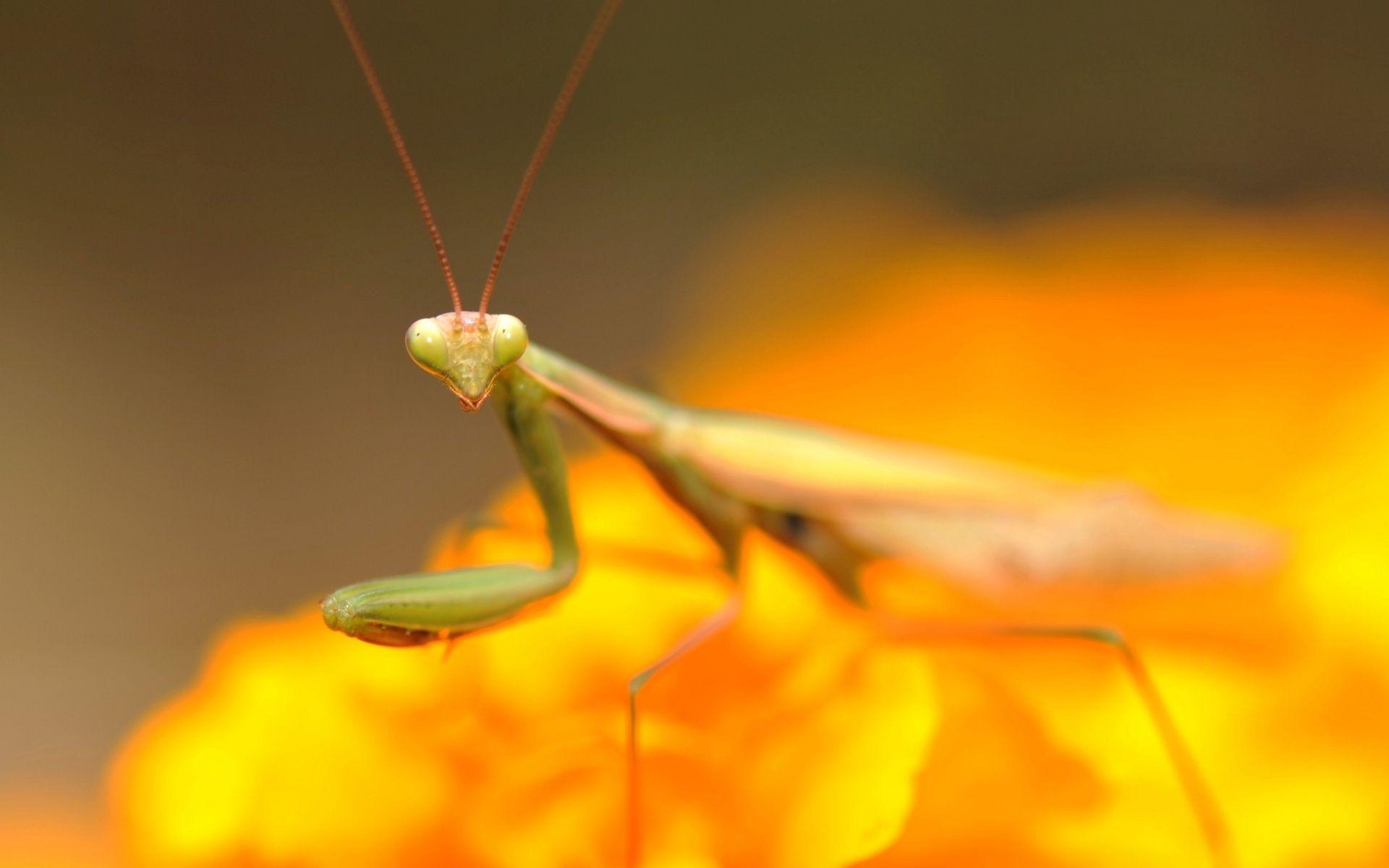 Praying Mantis Wallpapers