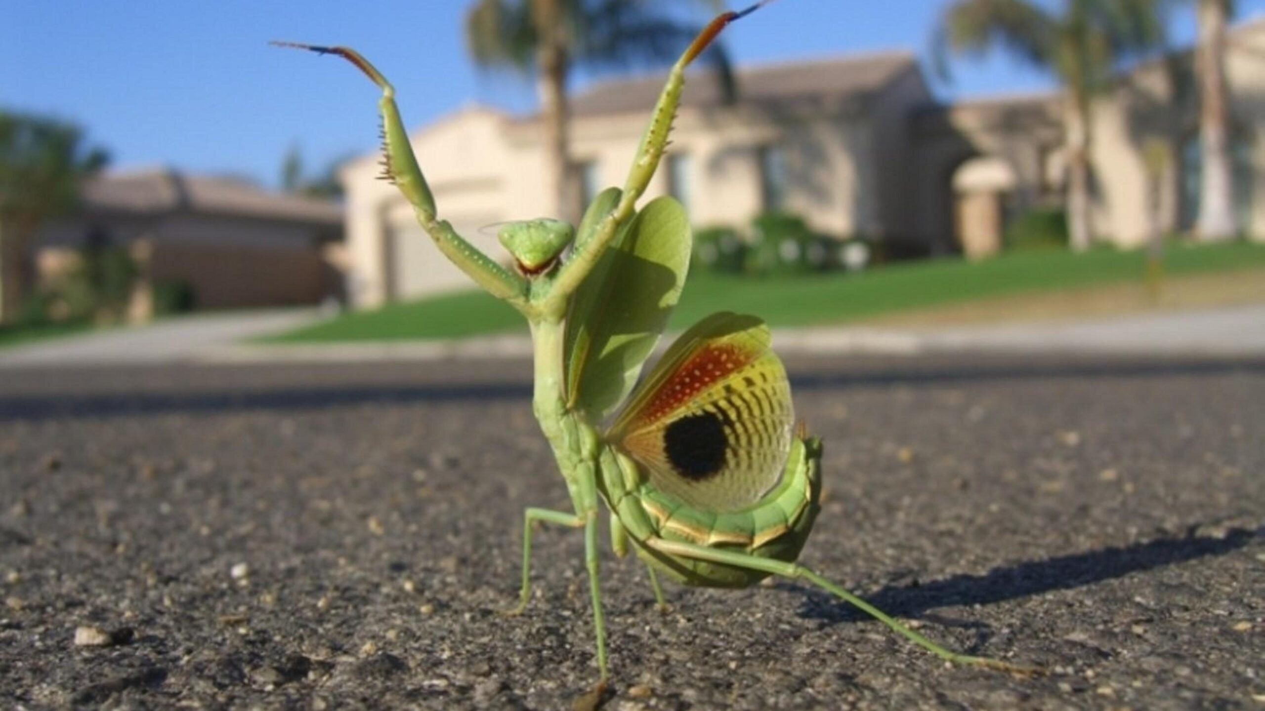 Mantis Animals HD Wallpapers, Desktop Backgrounds, Mobile Wallpapers