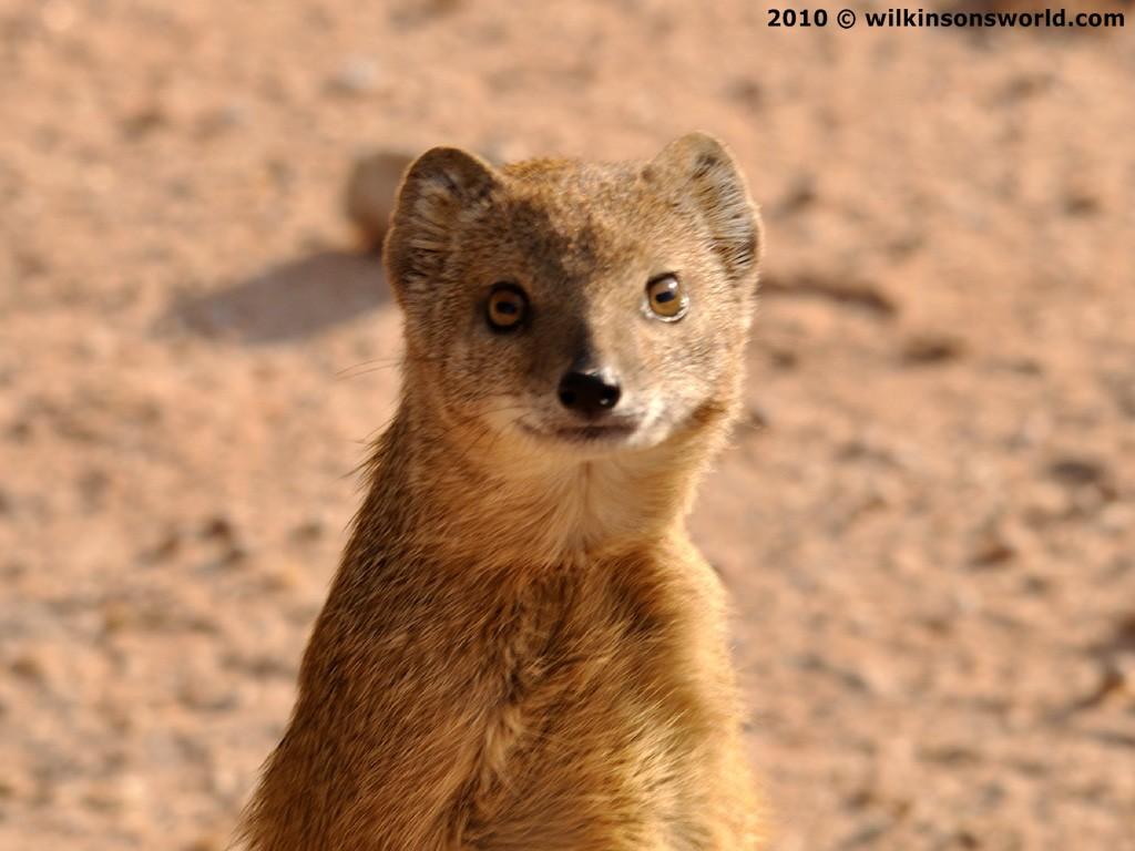 Best 43+ Mongoose Wallpapers on HipWallpapers