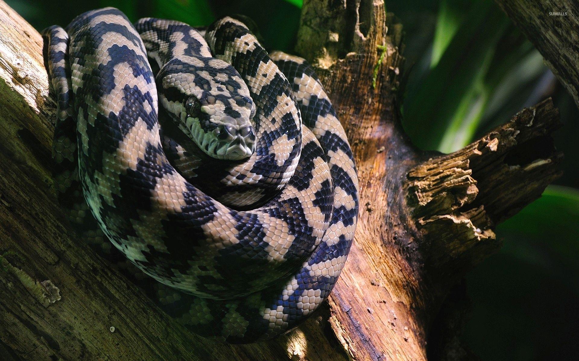 Boa constrictor on a tree log wallpapers