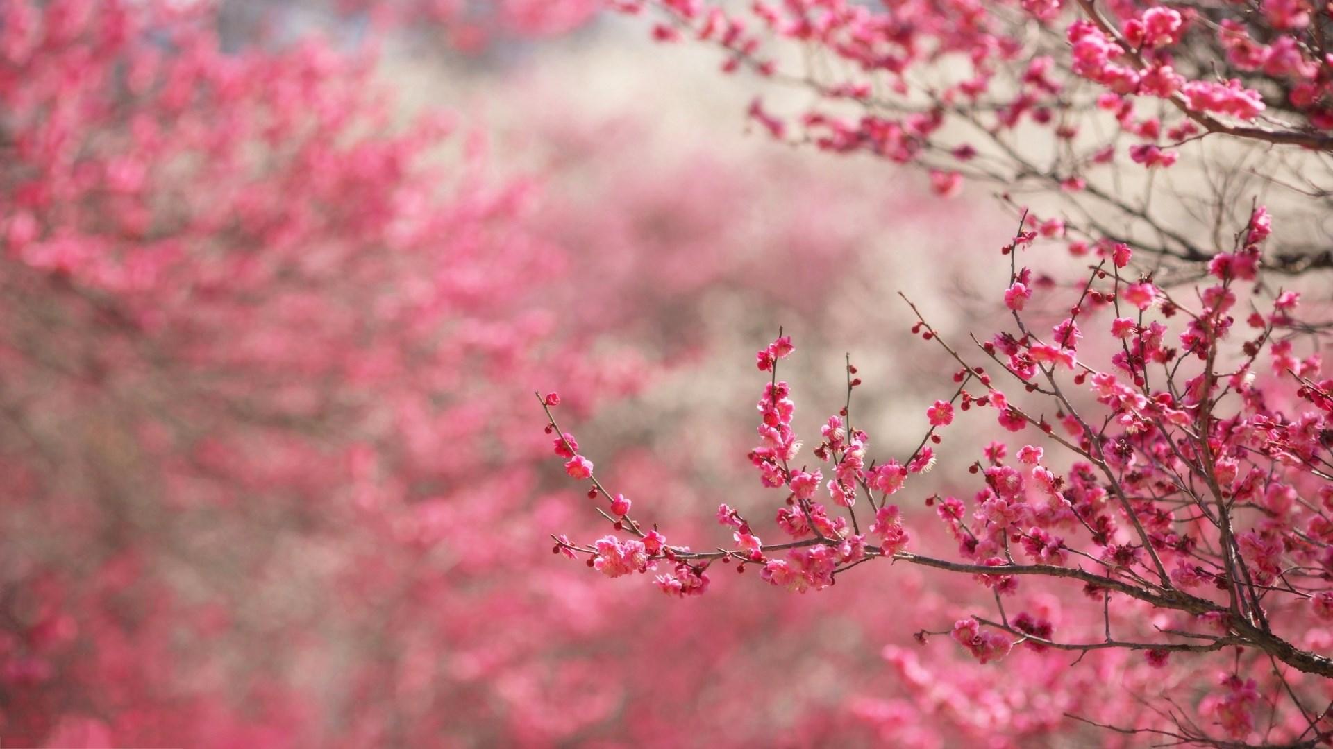 cherry blossom widescreen hd wallpapers