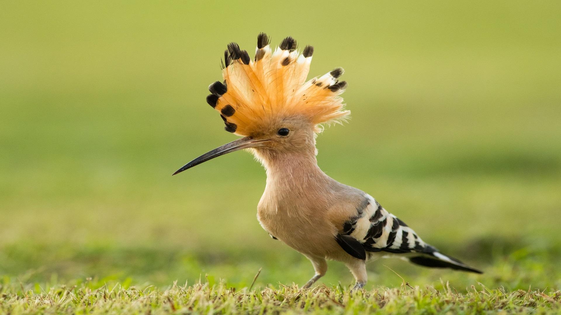 bird hoopoe [1920 x 1080] : wallpapers