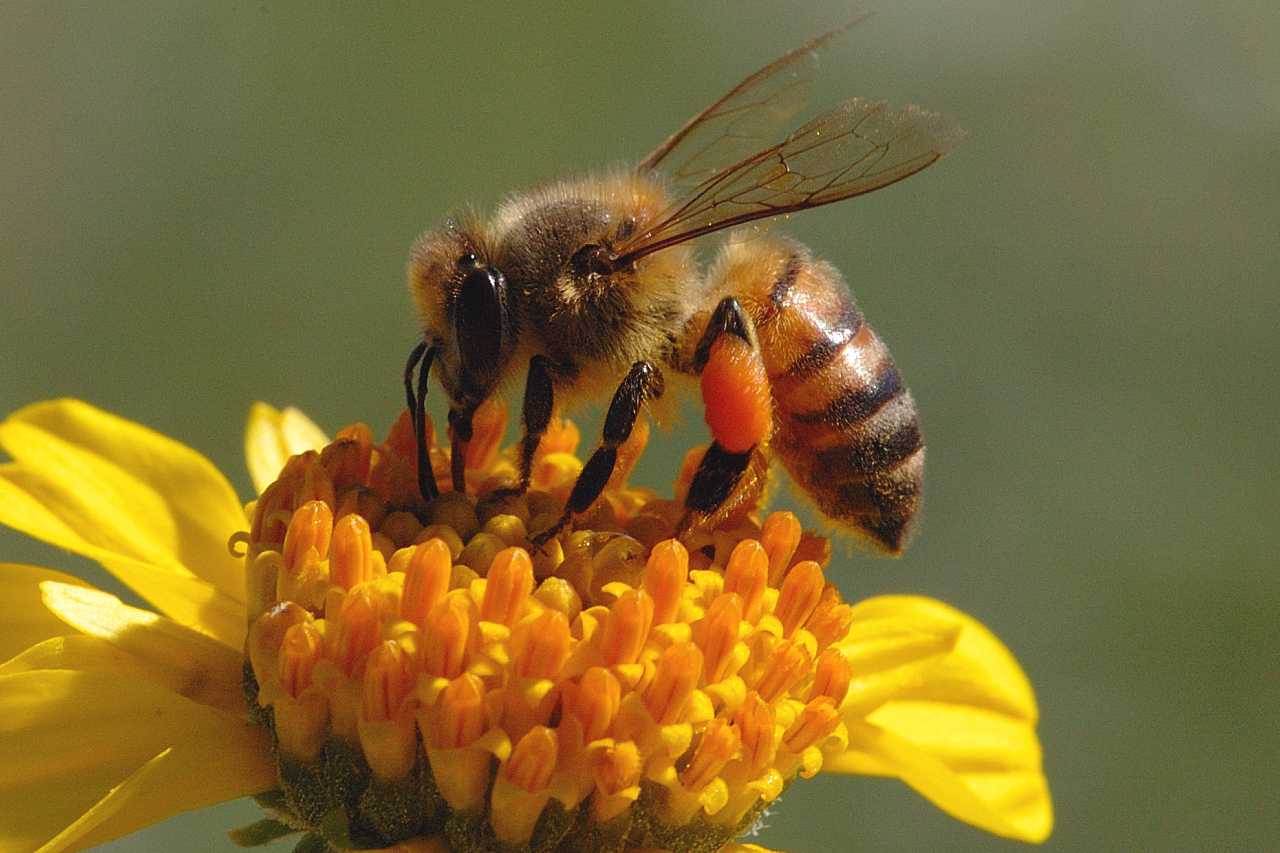 px 73.79 KB Honey Bee